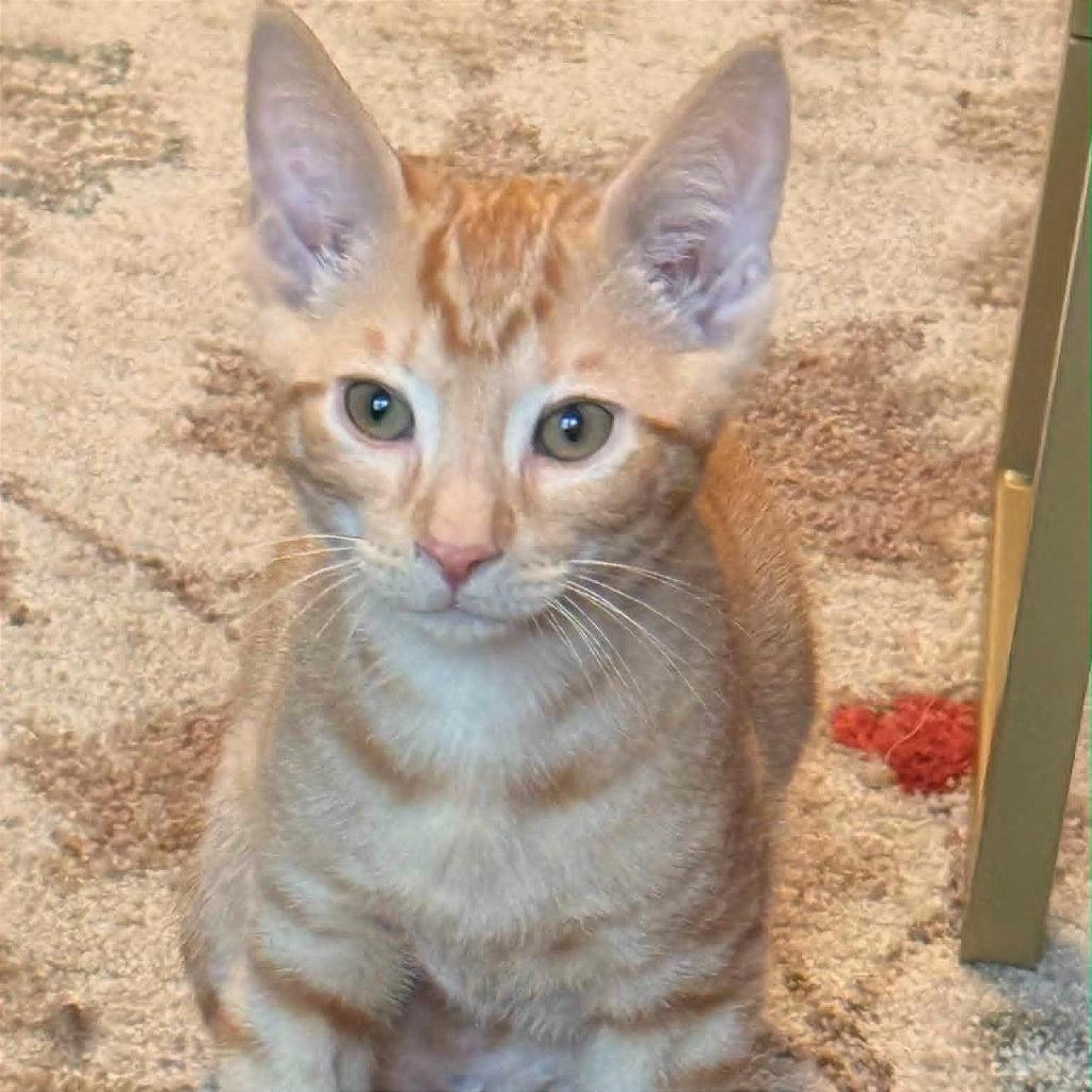 Peanut adopt with Almond, a Adoptable Domestic Short Hair in Fayetteville, GA image 3/3