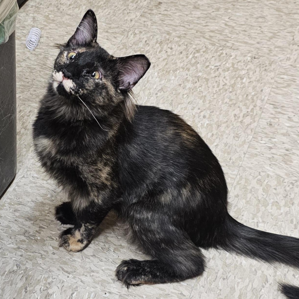 Enlarge Sassy Sue, a ADOPTABLE Oriental Short Hair in SCOTTSDALE, AZ image 4/4