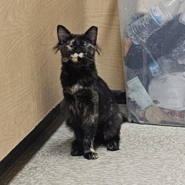 Enlarge Sassy Sue, a ADOPTABLE Oriental Short Hair in SCOTTSDALE, AZ image 3/4