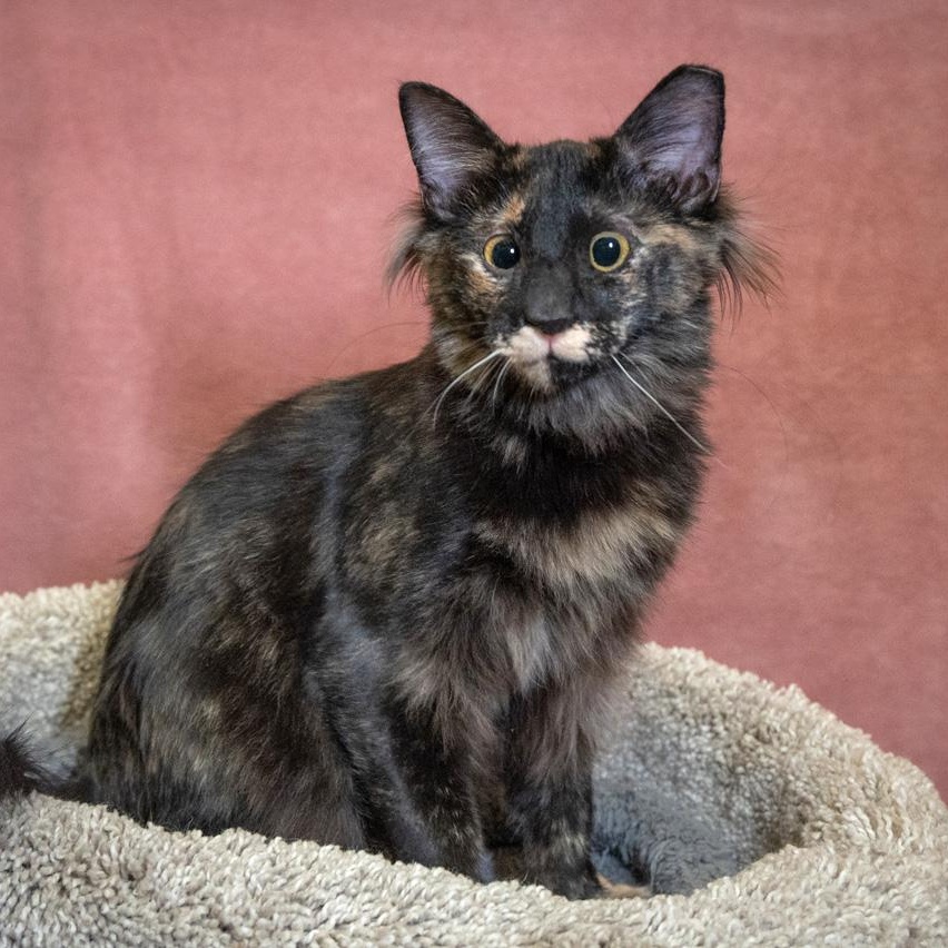 Sassy Sue, ADOPTABLE, Kitten Female Oriental Short Hair.