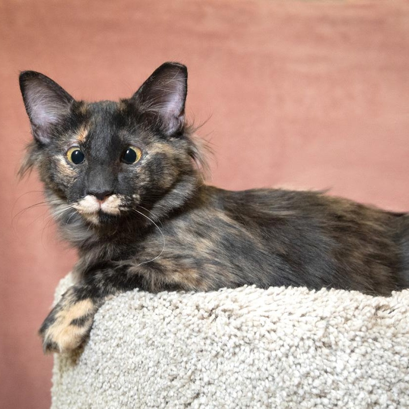 Enlarge Sassy Sue, a ADOPTABLE Oriental Short Hair in SCOTTSDALE, AZ image 2/4