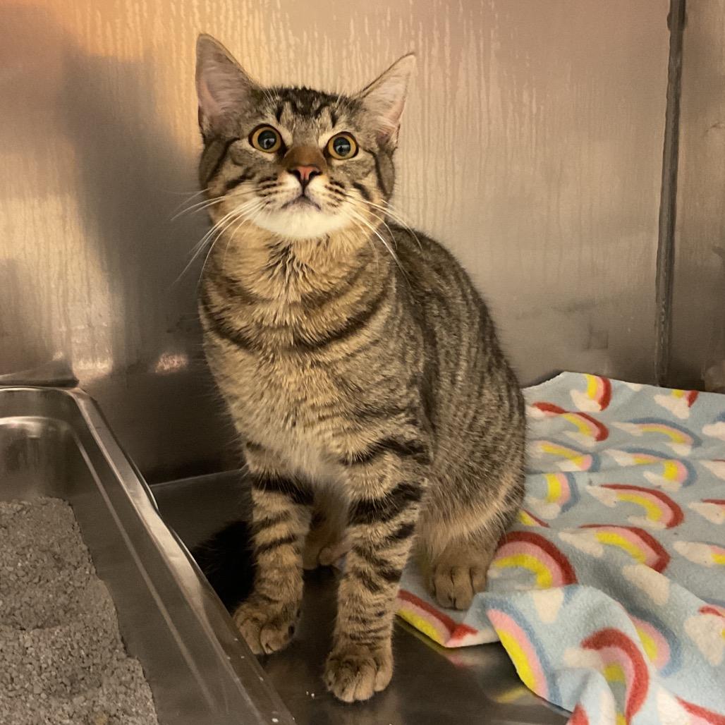 Tab, Adoptable, Young Male Domestic Short Hair.