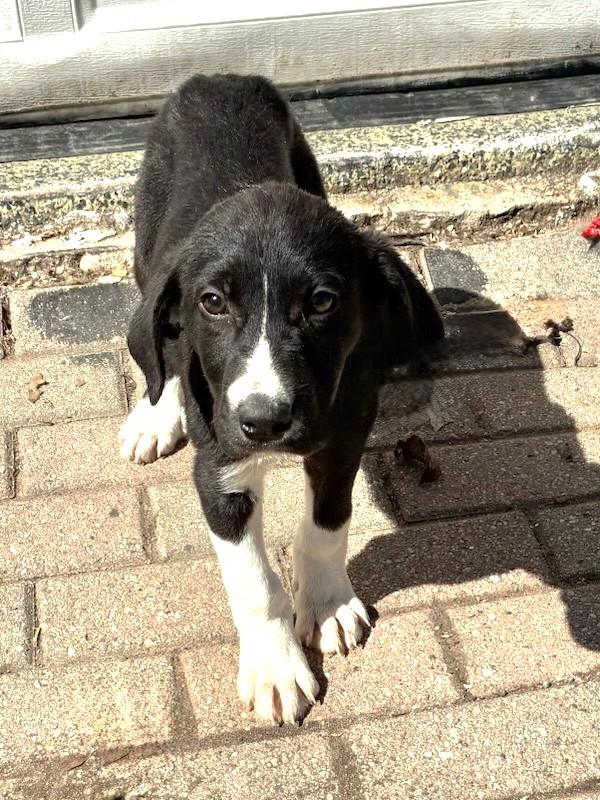 Enlarge Gwenny, a ADOPTABLE mixed breed in West Chicago, IL image 3/3