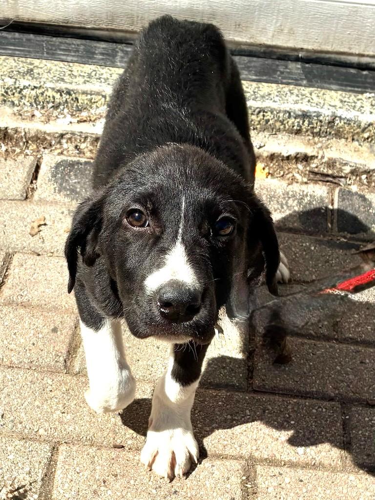 Enlarge Gwenny, a ADOPTABLE mixed breed in West Chicago, IL image 2/3