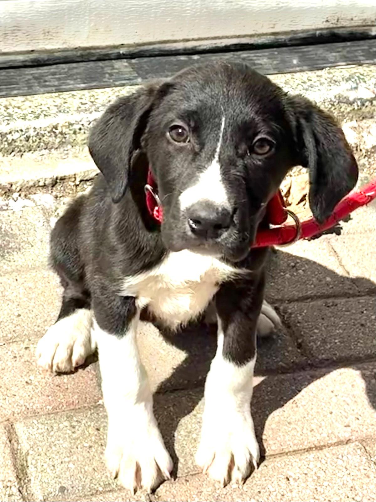 Enlarge Gwenny, a ADOPTABLE mixed breed in West Chicago, IL image 1/3
