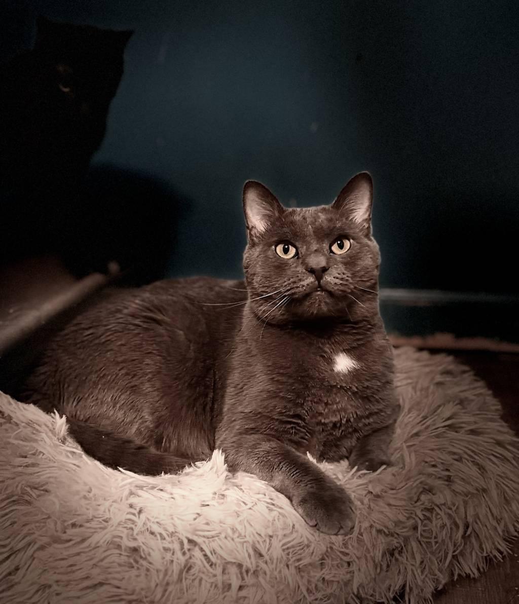 Falcon Decatur (Lord Earl Grey)