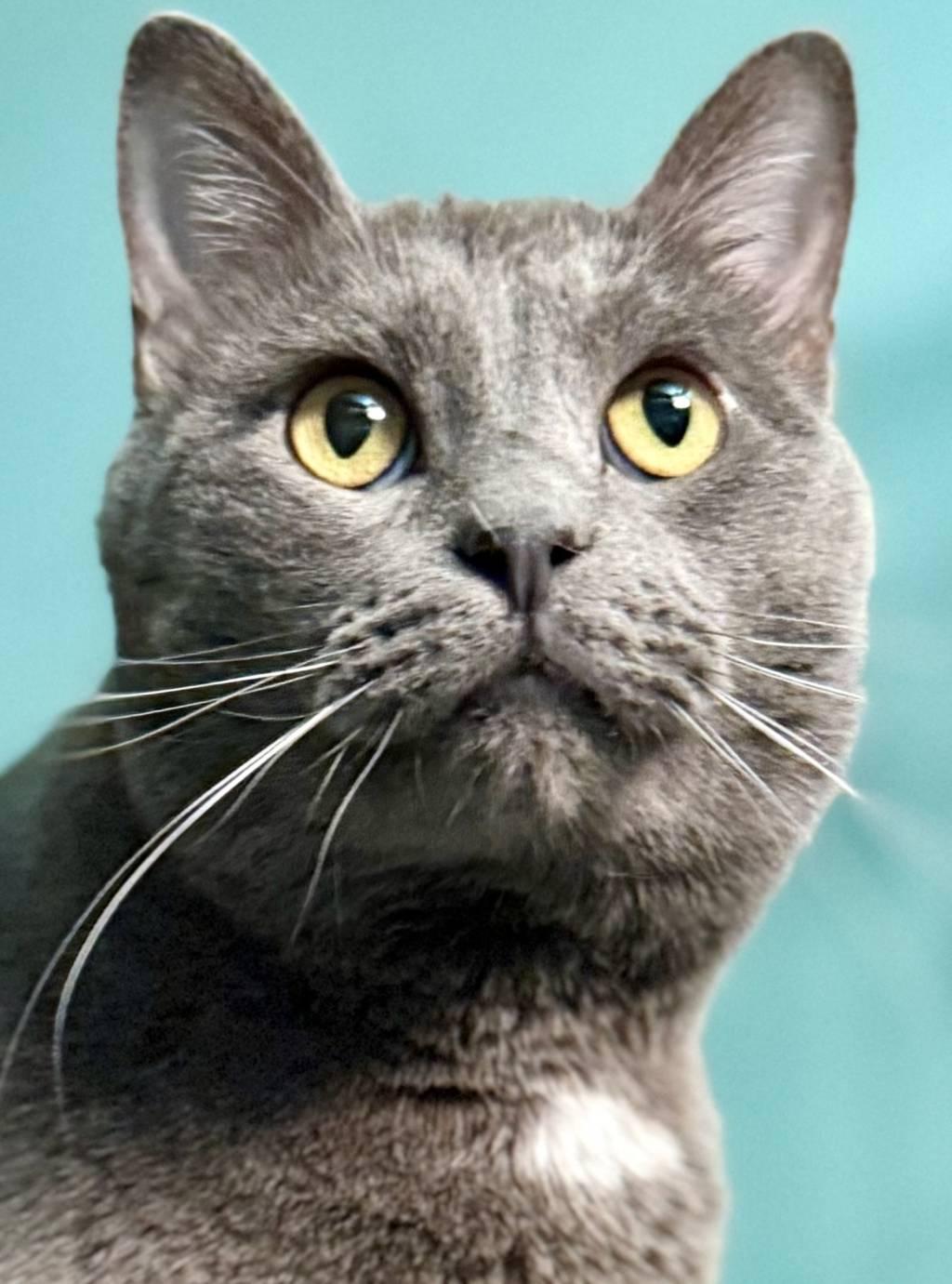 Falcon Decatur (Lord Earl Grey)