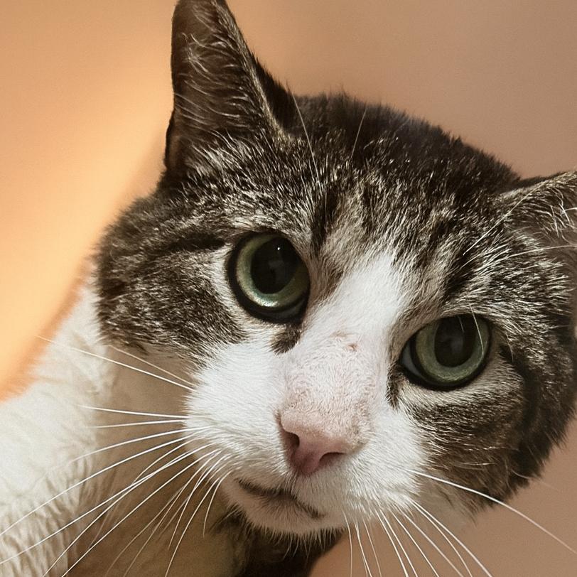 Maldini, Adoptable, Senior Male Domestic Short Hair.