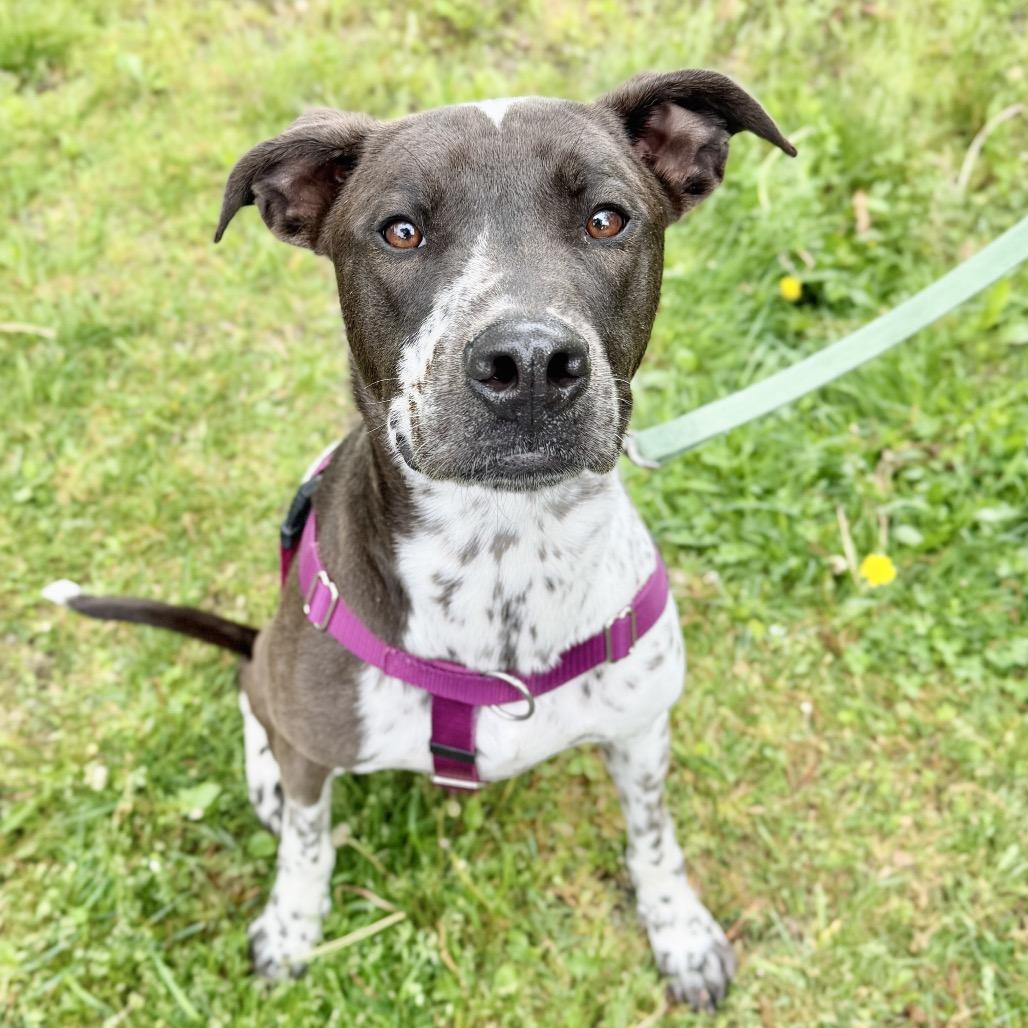 Gumbo, Adoptable, Adult Male Labrador Retriever.