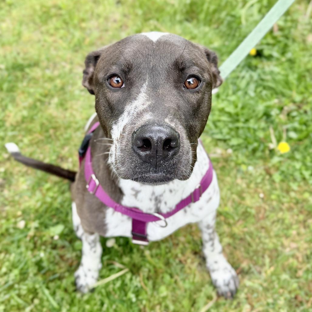 Enlarge Gumbo, a Adoptable Labrador Retriever in East Hampton, NY image 2/6