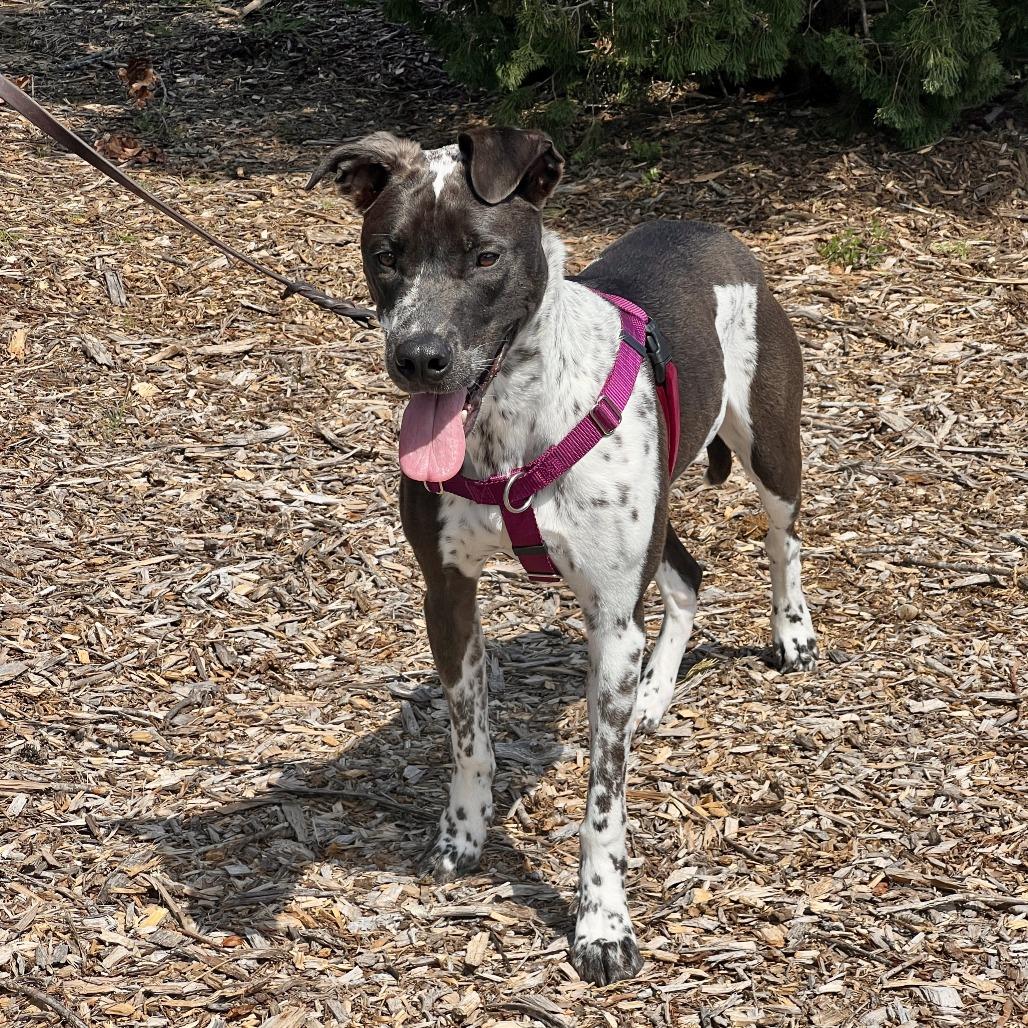 Enlarge Gumbo, a Adoptable Labrador Retriever in East Hampton, NY image 4/6