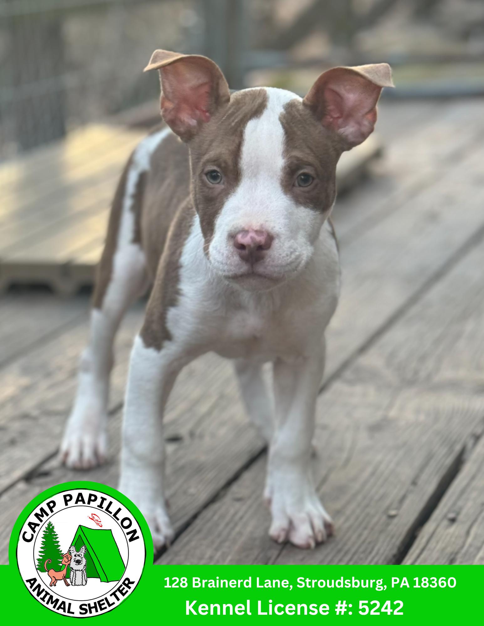 Wishbone, Adoptable, Young Male Pit Bull Terrier.