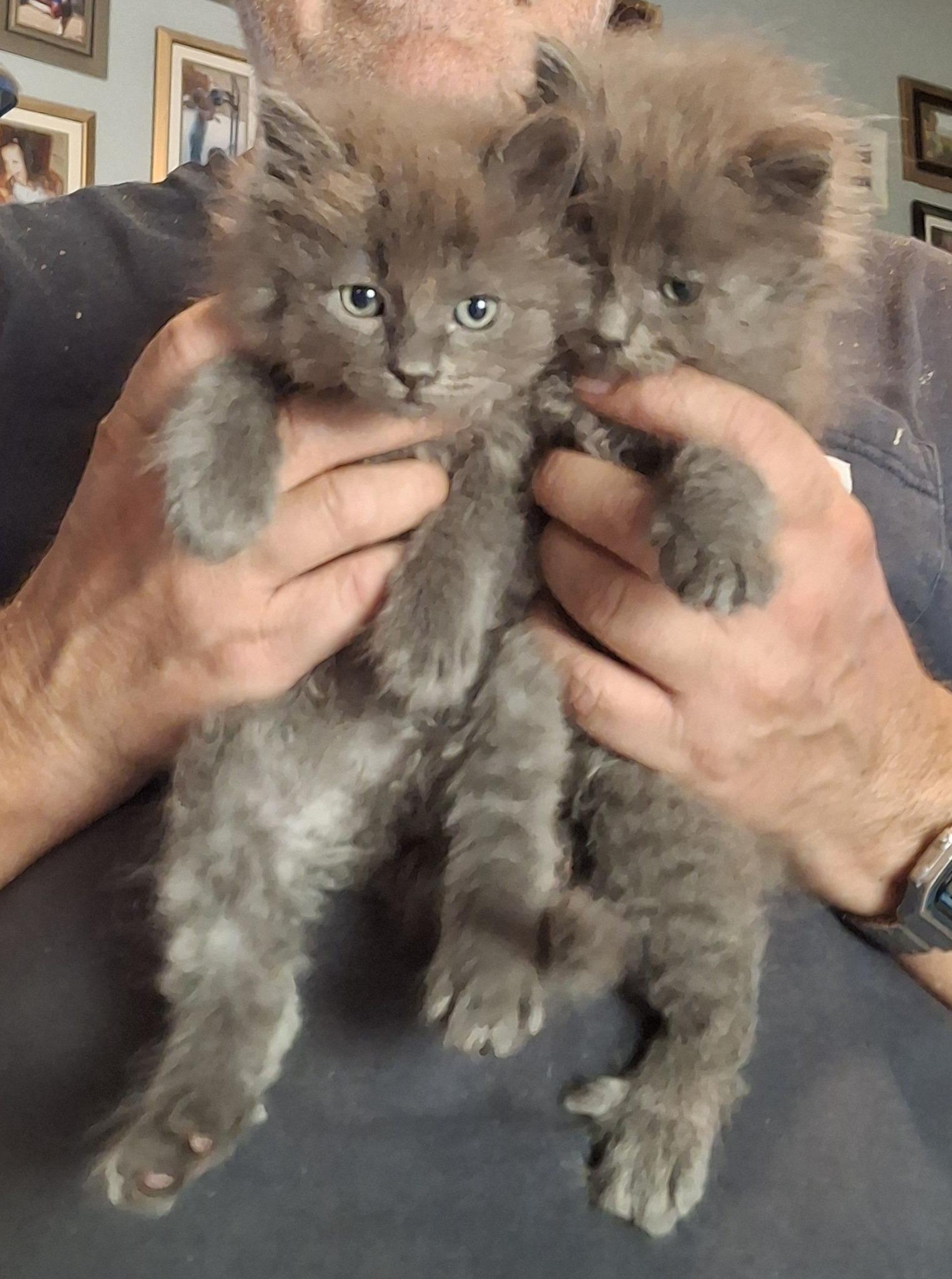 Enlarge ASH & CINDER, an adopted Nebelung in Cottonwood, CA image 1/1