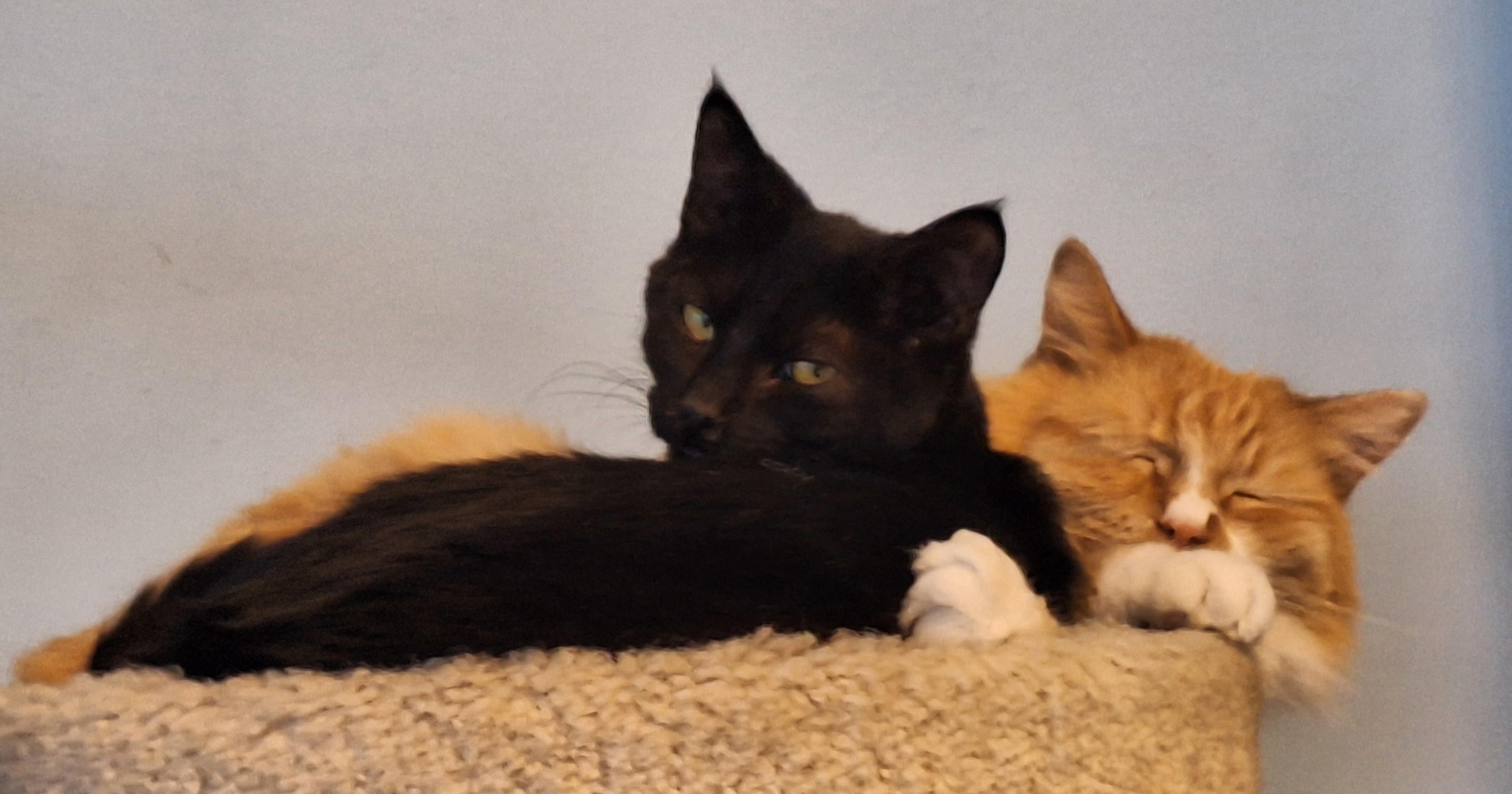 Kismet, a Adoptable Domestic Short Hair in Spokane, WA image 3/3