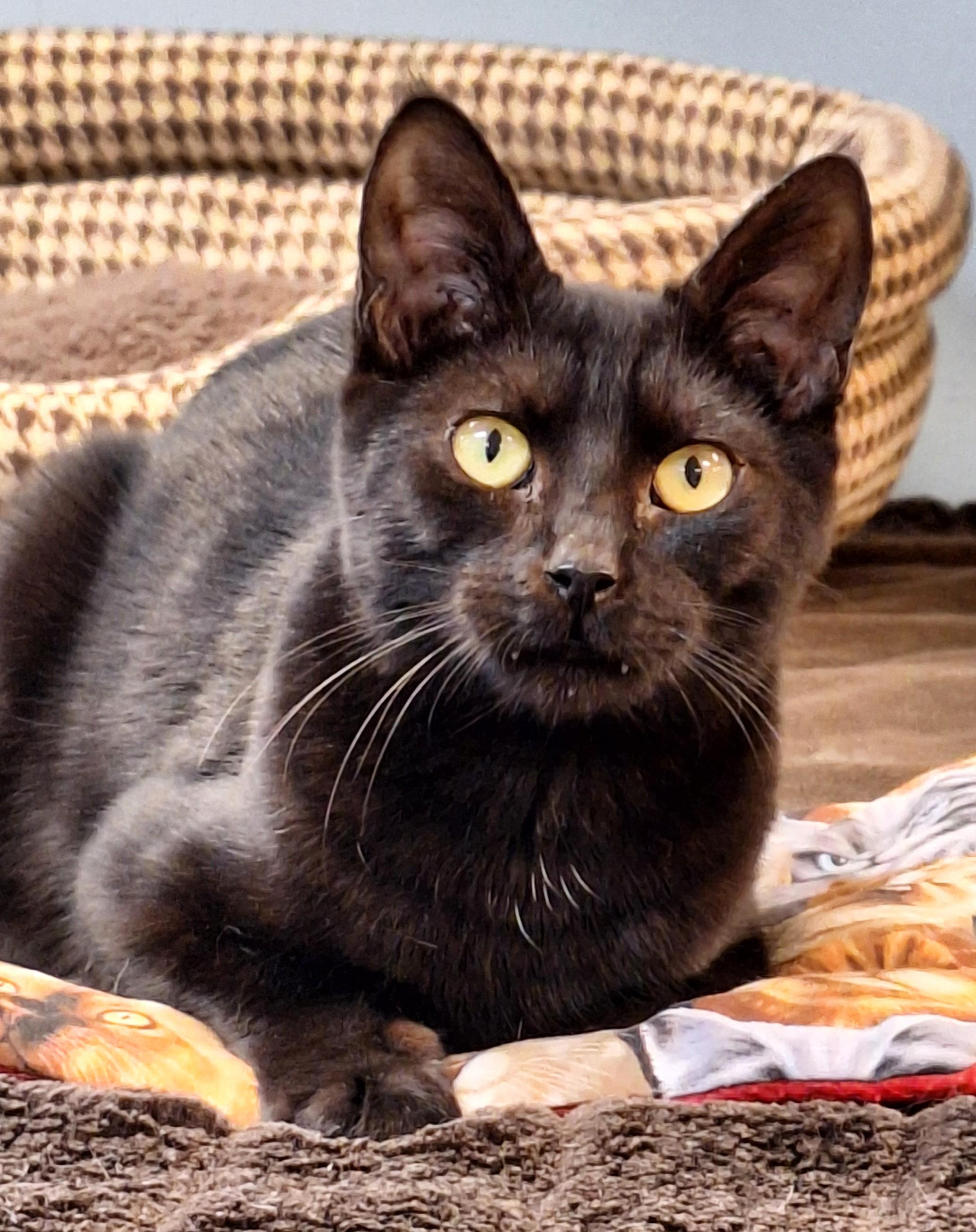 Kismet, Adoptable, Young Male Domestic Short Hair.
