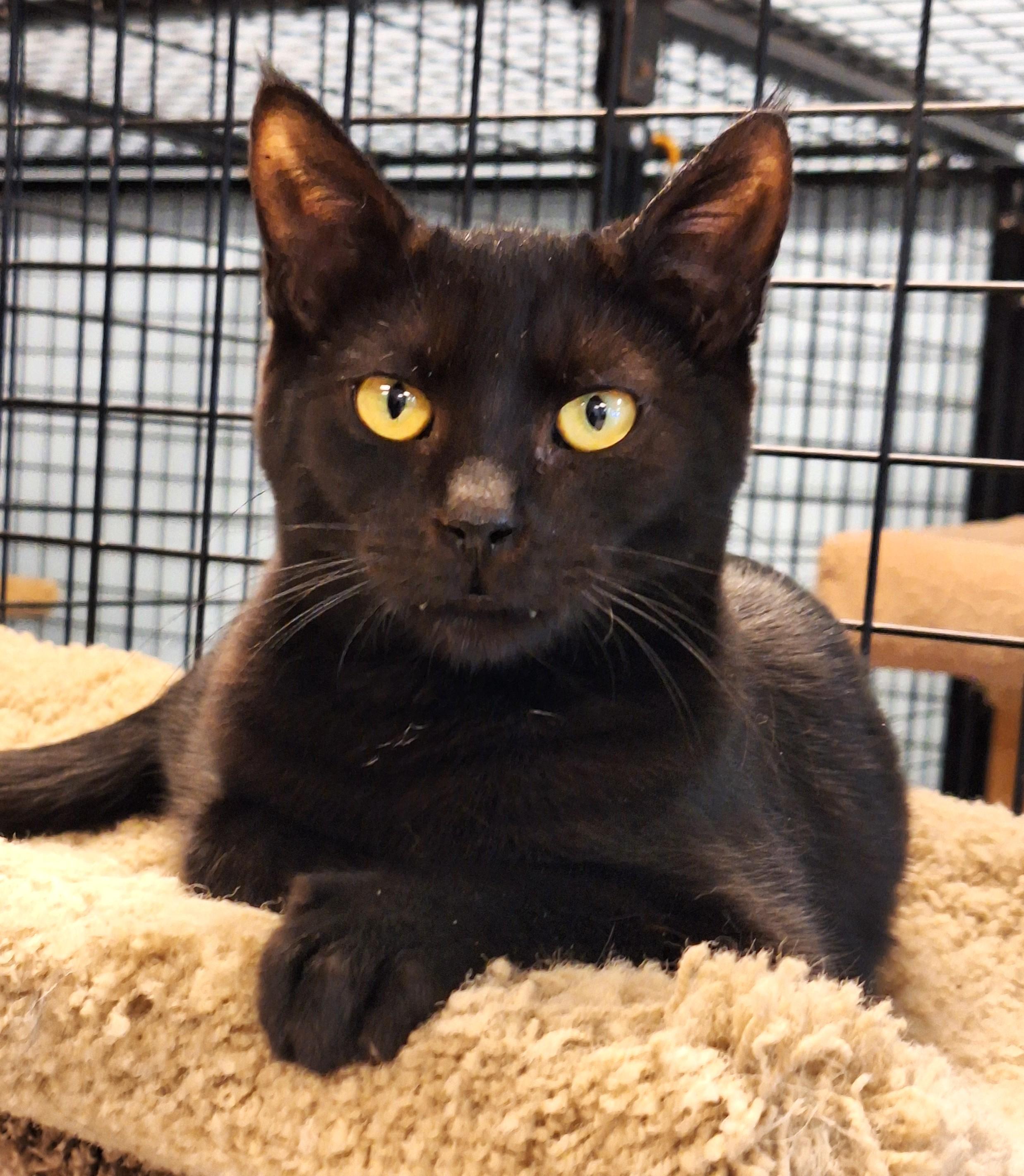 Kismet, a Adoptable Domestic Short Hair in Spokane, WA image 2/3