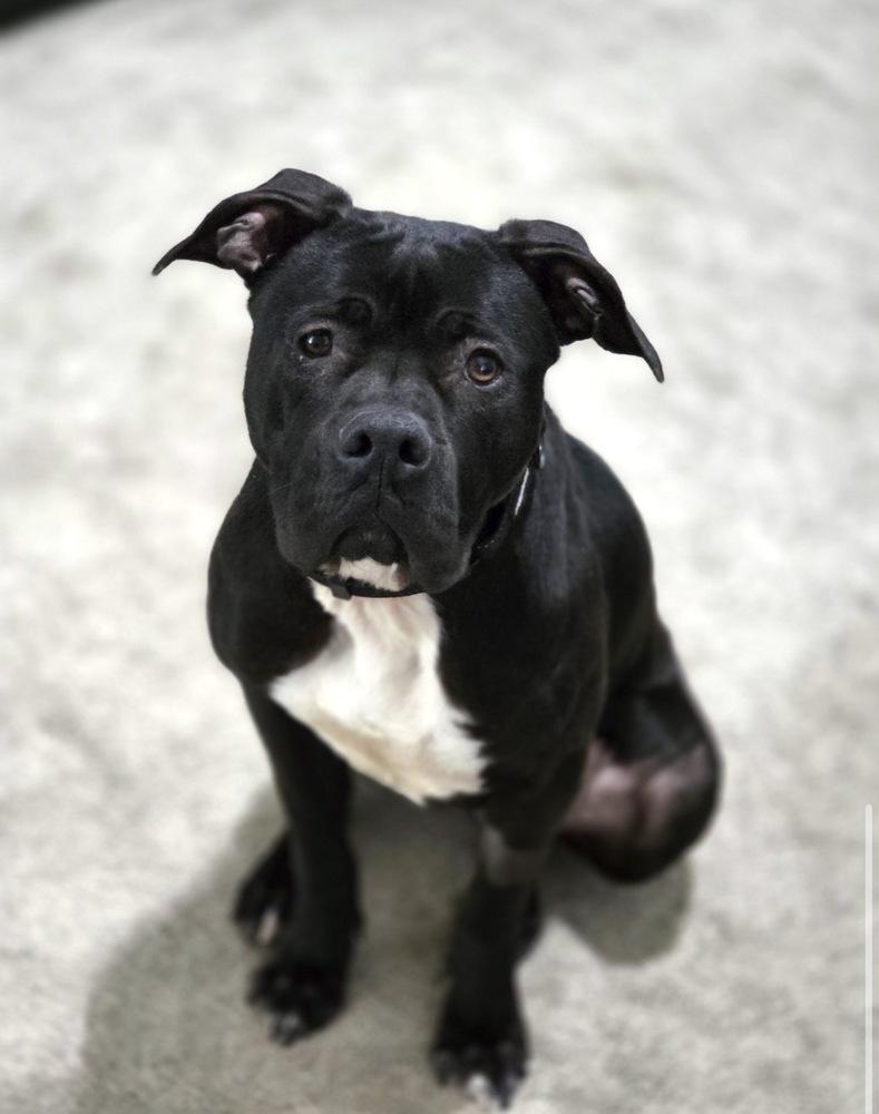 Enlarge Sweet Stella, a Adoptable mixed breed in Willingboro, NJ image 1/5