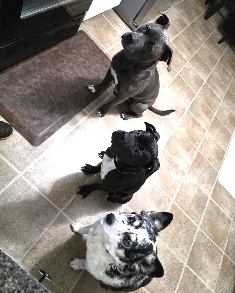 Enlarge Sweet Stella, a Adoptable mixed breed in Willingboro, NJ image 2/5