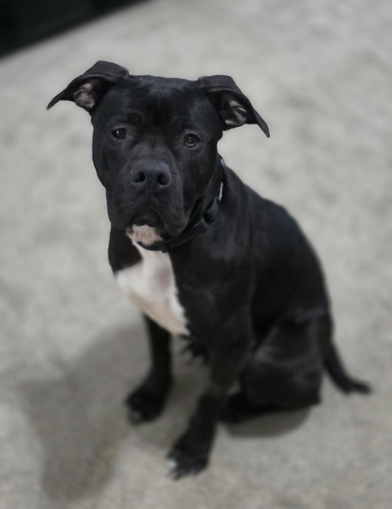 Enlarge Sweet Stella, a Adoptable mixed breed in Willingboro, NJ image 3/5