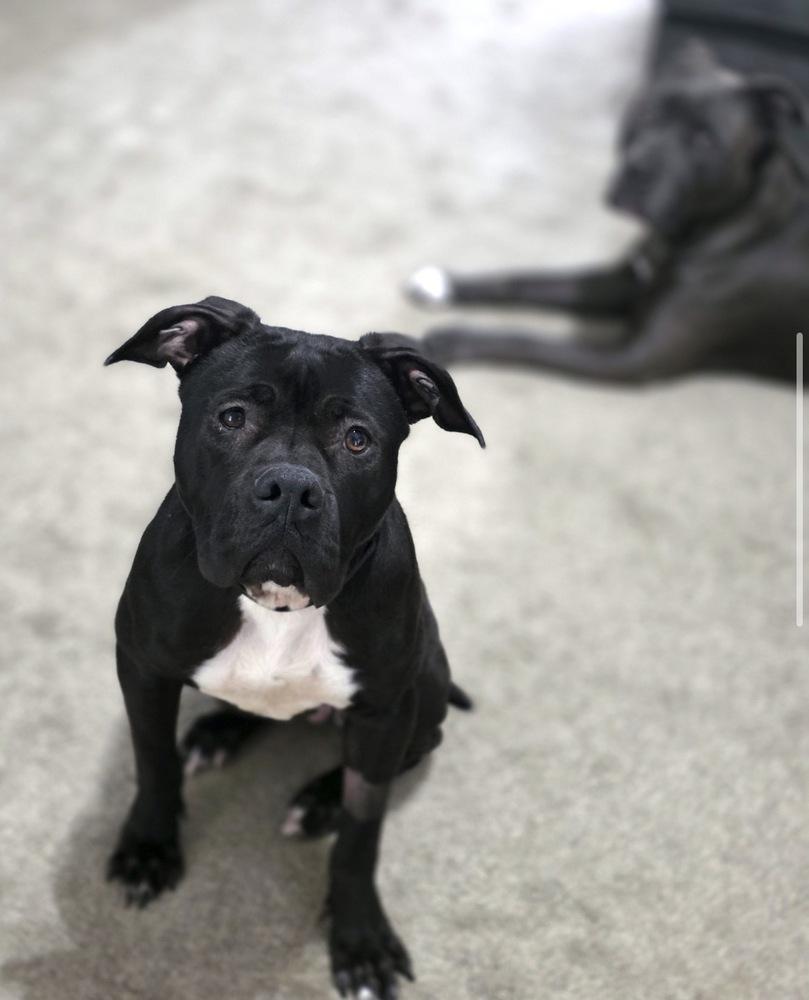 Enlarge Sweet Stella, a Adoptable mixed breed in Willingboro, NJ image 4/5