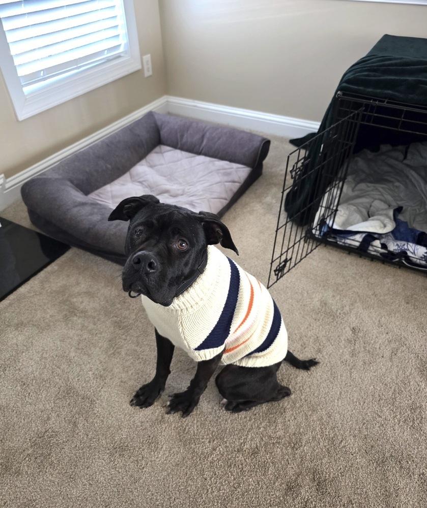 Enlarge Sweet Stella, a Adoptable mixed breed in Willingboro, NJ image 5/5