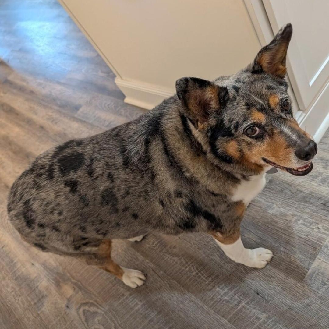Harley, Adoptable, Senior Male Australian Shepherd.