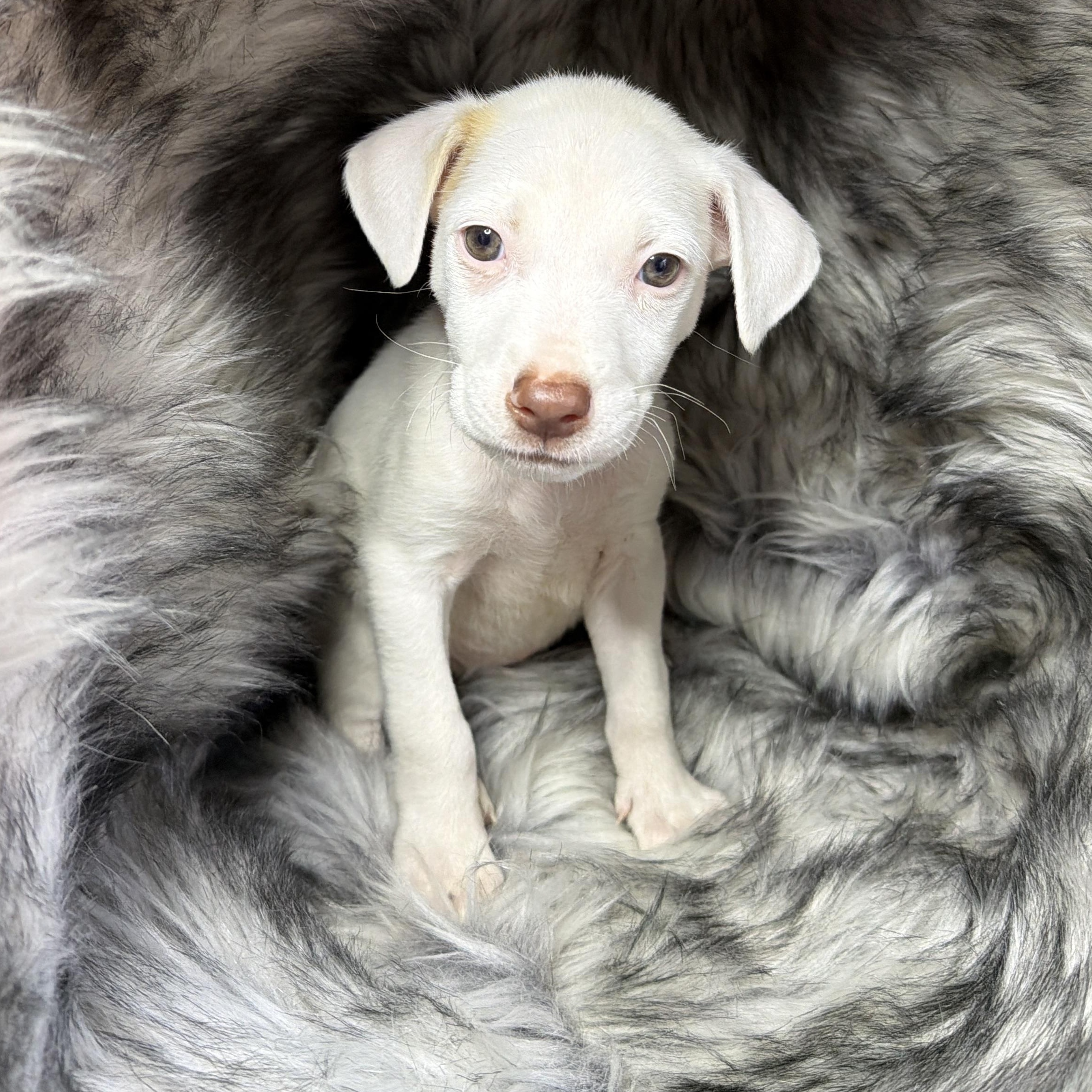 Enlarge Garibaldi, a Adoptable mixed breed in San Diego, CA image 1/1