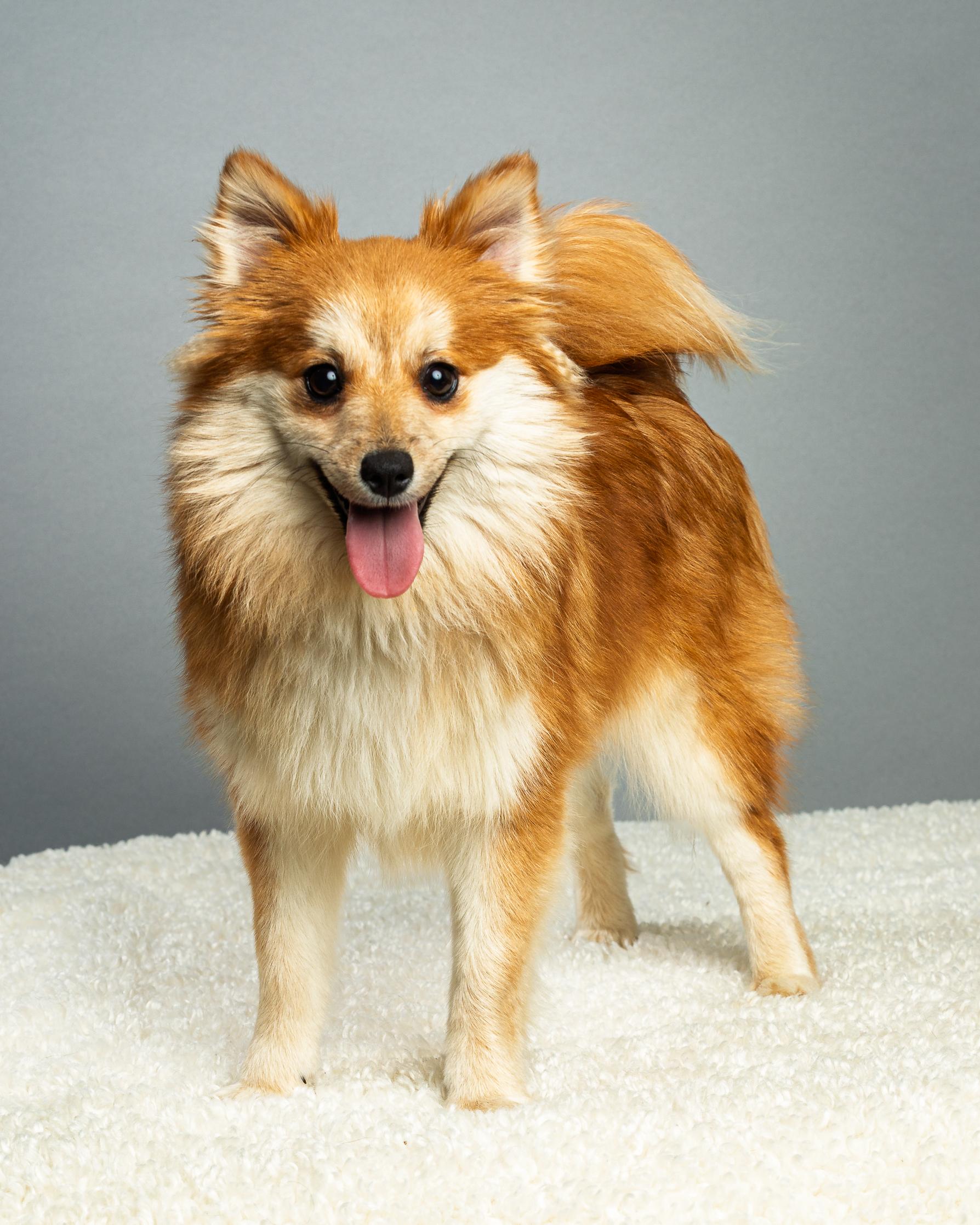 Enlarge Trudy - Long Coat, a ADOPTABLE mixed breed in Plano, TX image 4/6