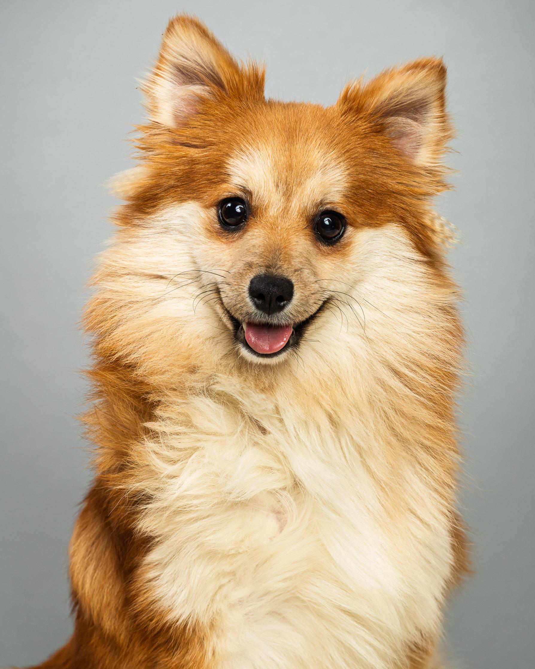 Enlarge Trudy - Long Coat, a ADOPTABLE mixed breed in Plano, TX image 2/6