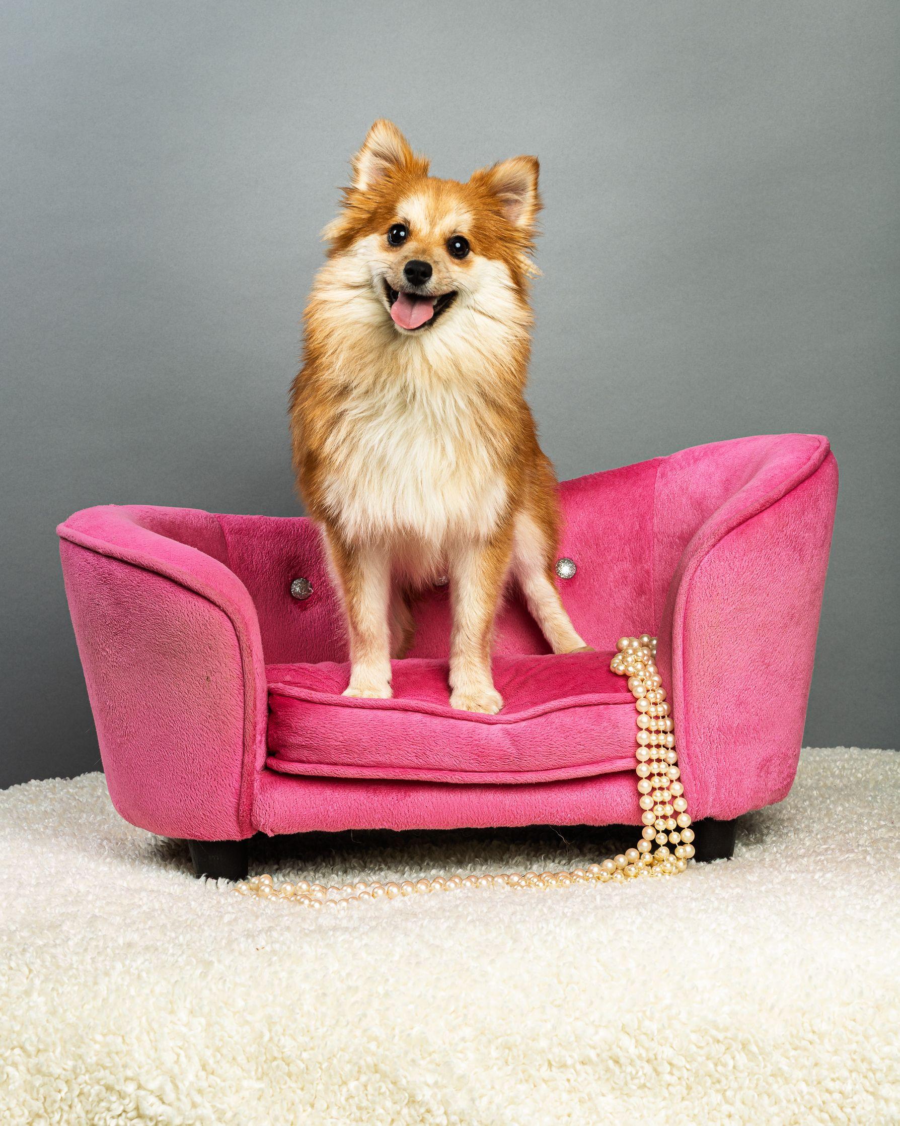 Enlarge Trudy - Long Coat, a ADOPTABLE mixed breed in Plano, TX image 1/6