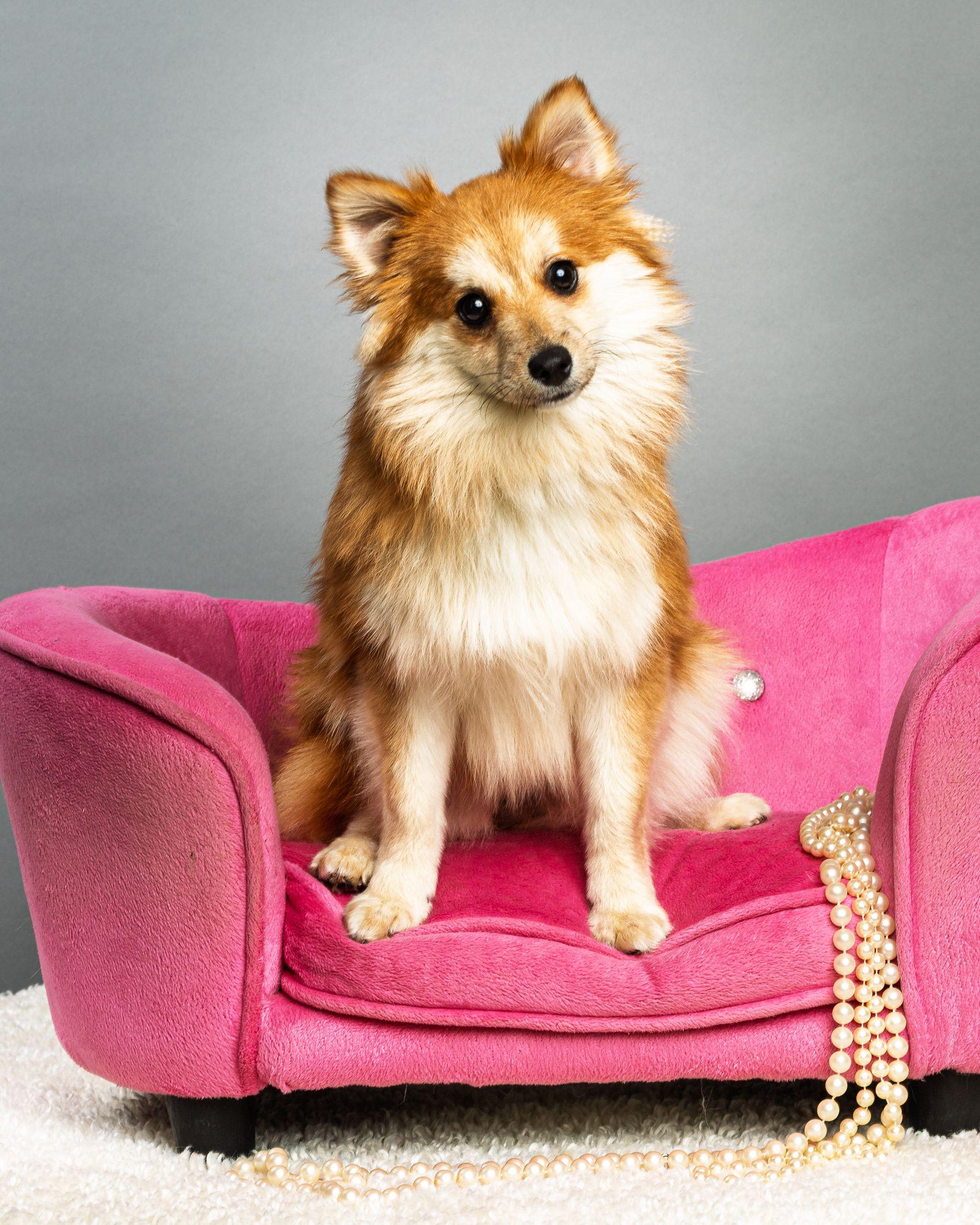 Enlarge Trudy - Long Coat, a ADOPTABLE mixed breed in Plano, TX image 6/6