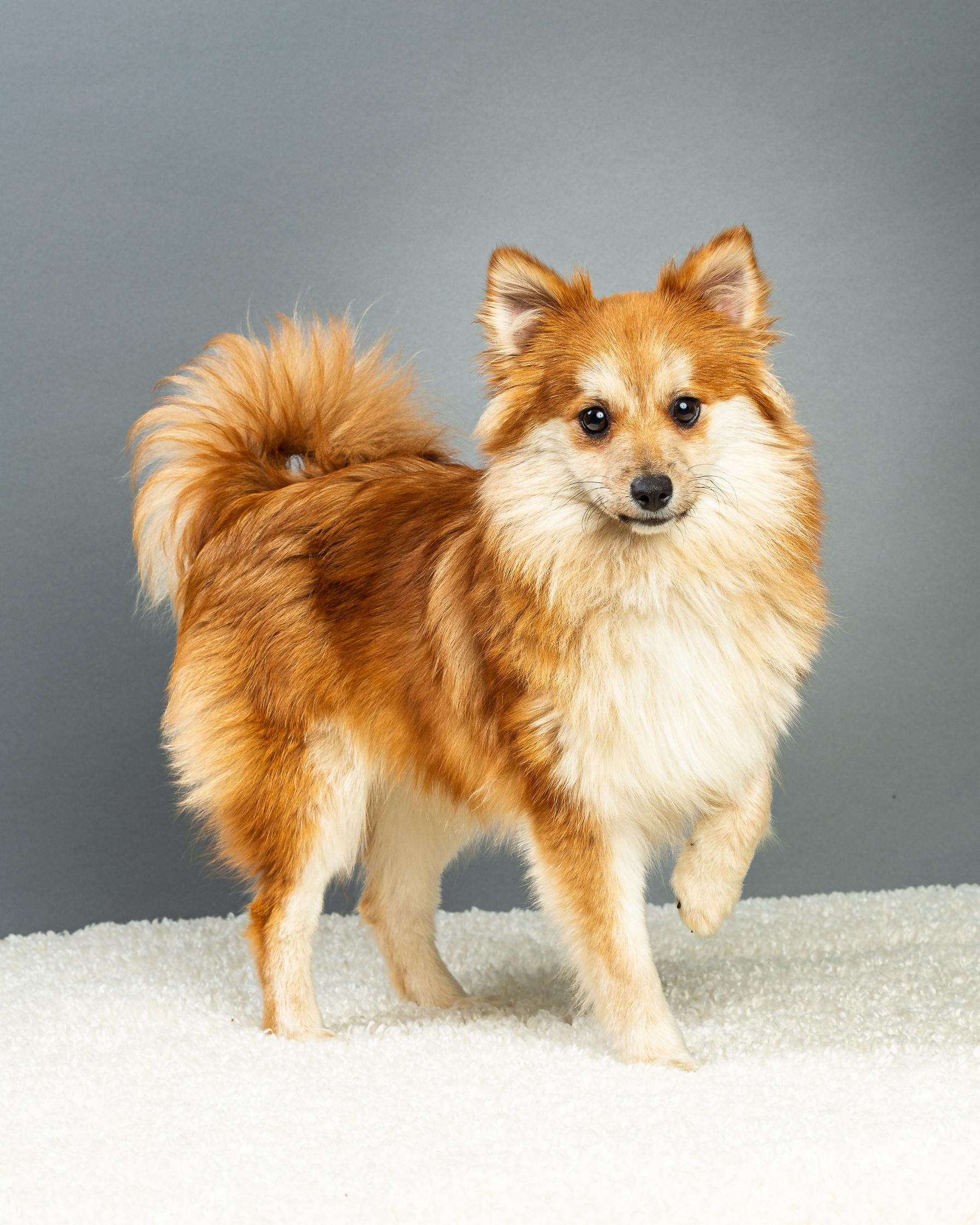 Enlarge Trudy - Long Coat, a ADOPTABLE mixed breed in Plano, TX image 5/6