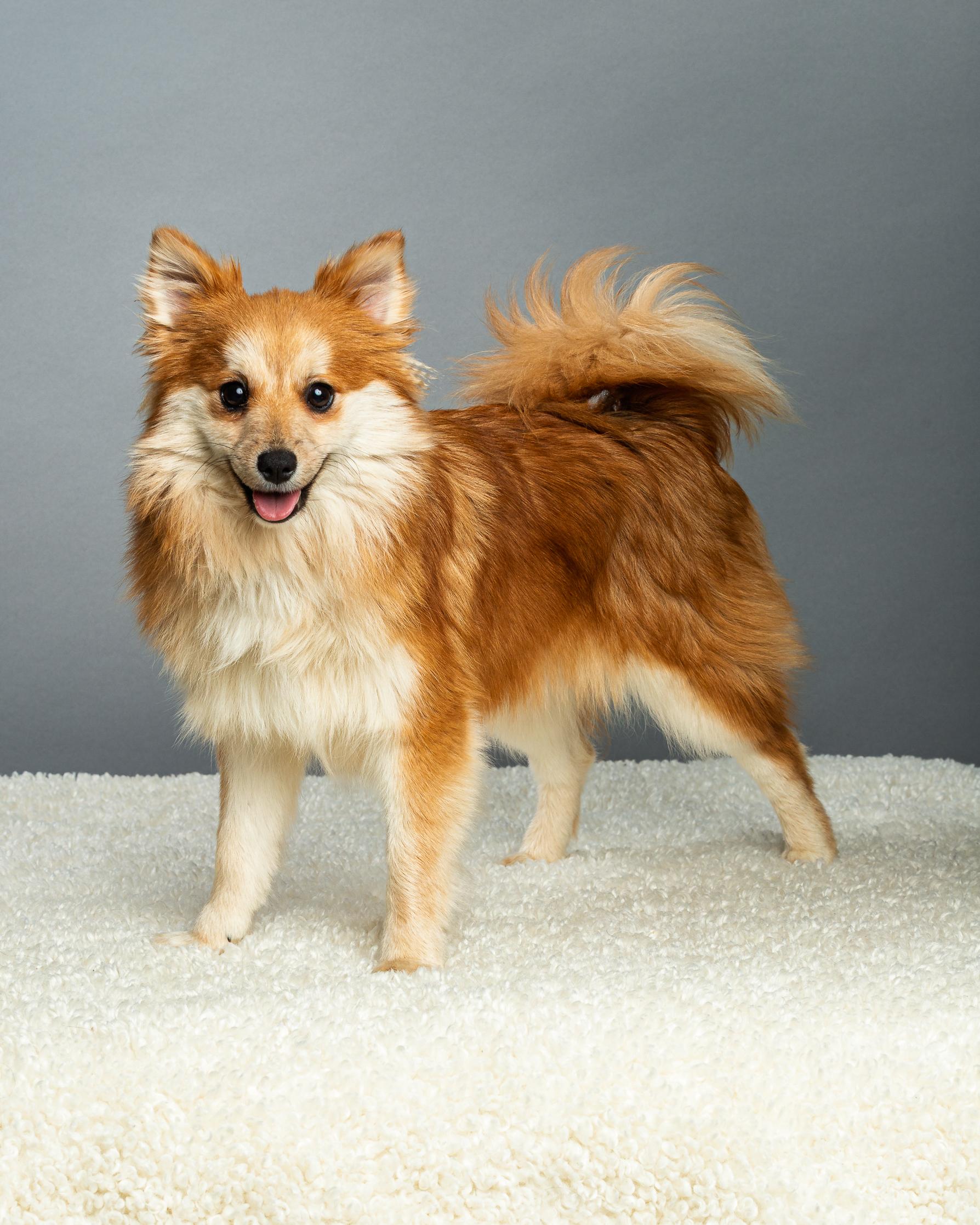 Enlarge Trudy - Long Coat, a ADOPTABLE mixed breed in Plano, TX image 3/6