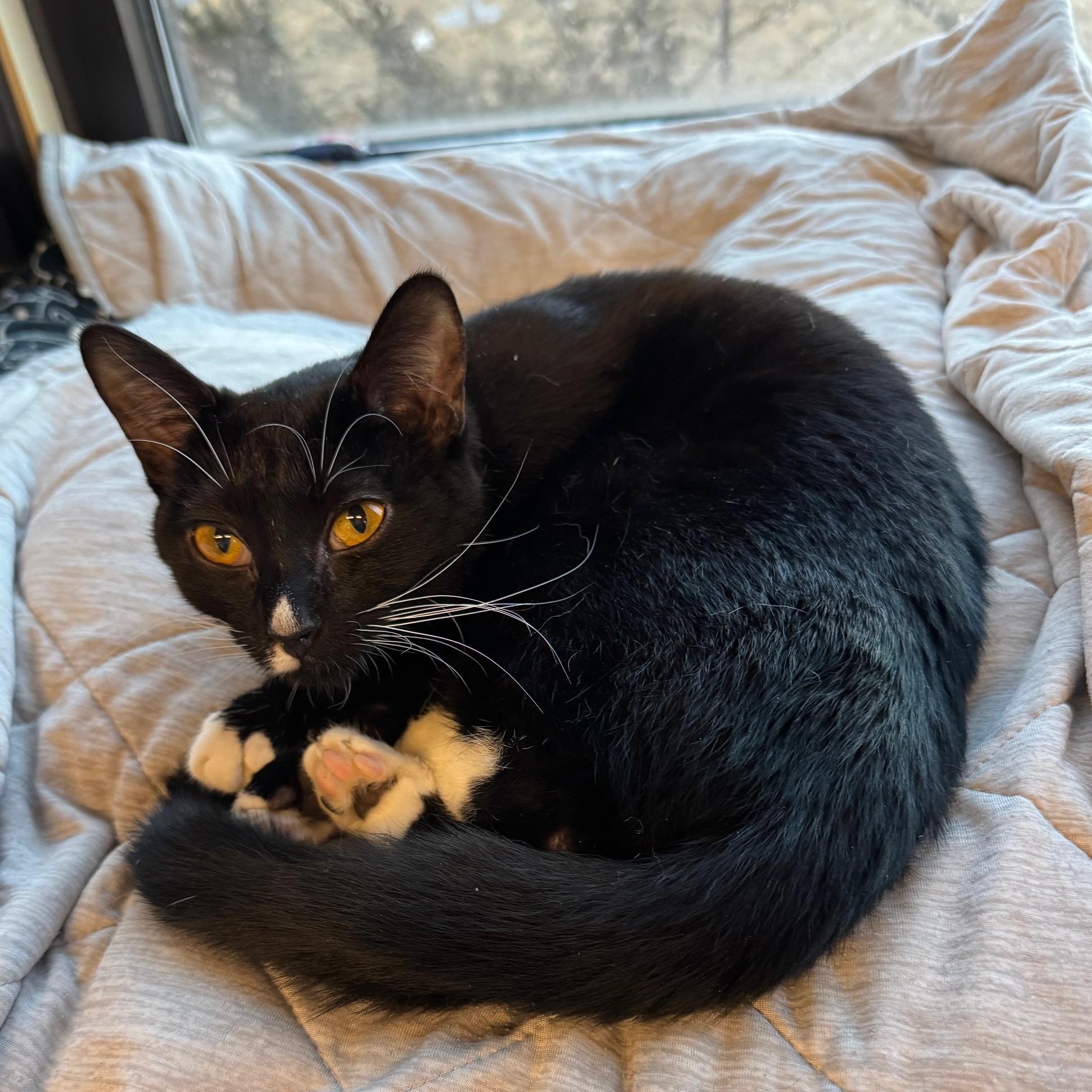 Polka Dot, ADOPTABLE, Young Female Domestic Short Hair.