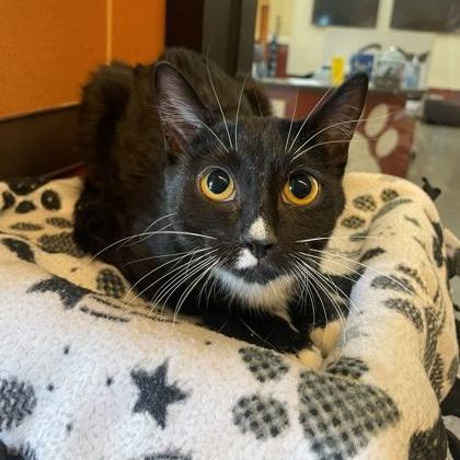 Enlarge Polka Dot, a ADOPTABLE Domestic Short Hair in Rochester, MN image 2/2