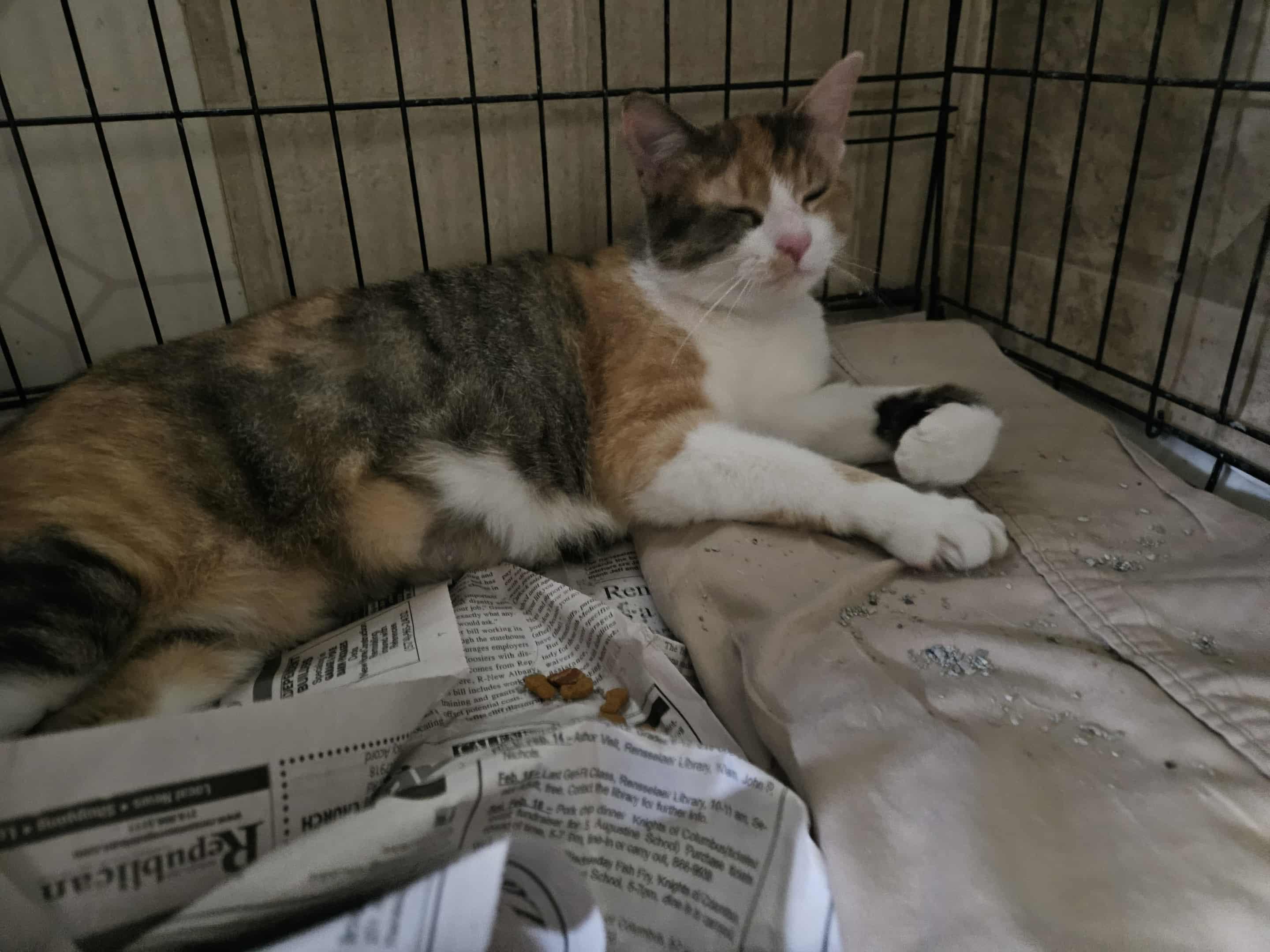 Captain, a Adoptable Domestic Short Hair in Monticello, IN image 3/3