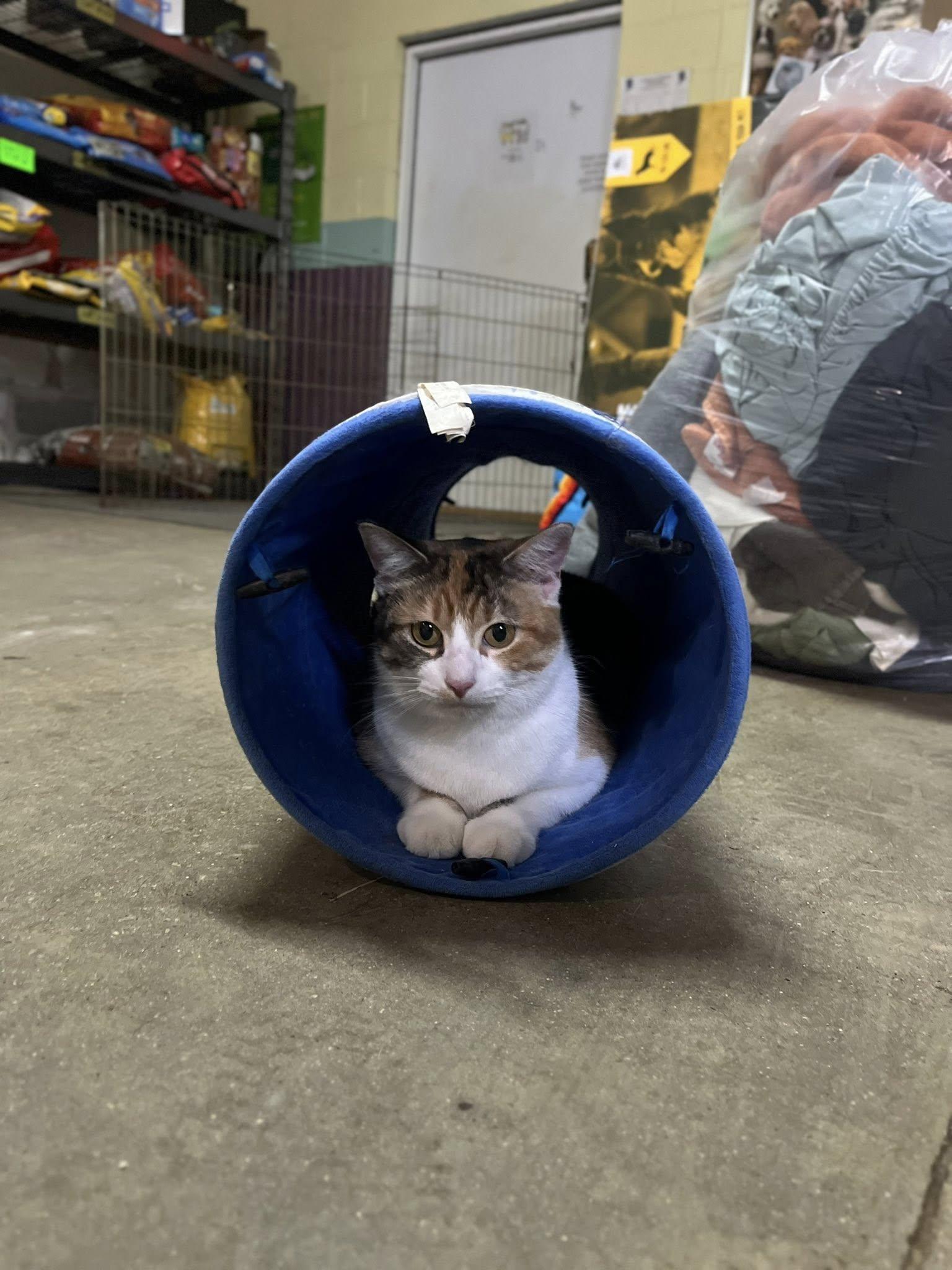 Enlarge Captain, an adopted Domestic Short Hair in Monticello, IN image 1/3