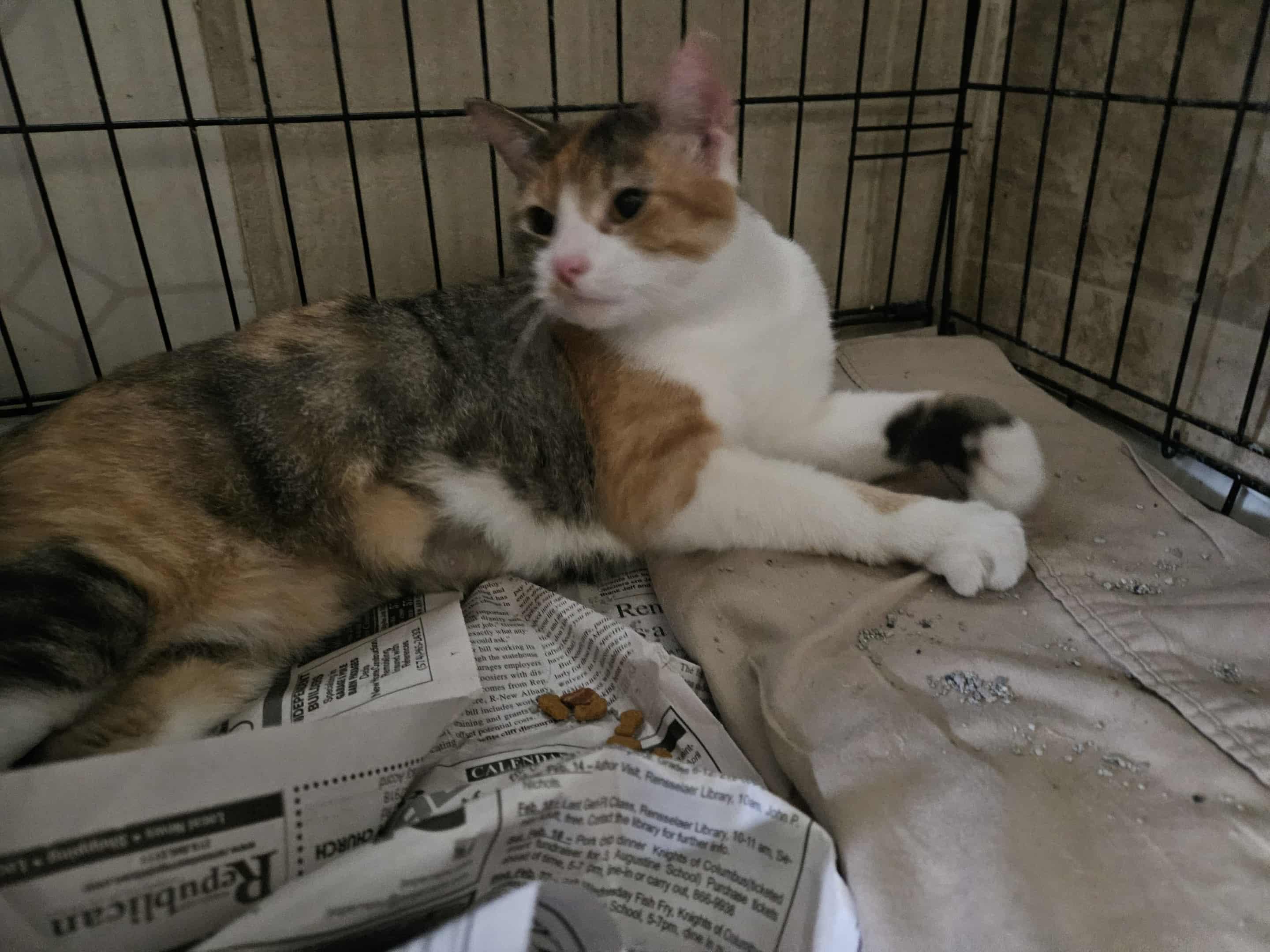 Captain, a Adoptable Domestic Short Hair in Monticello, IN image 1/3