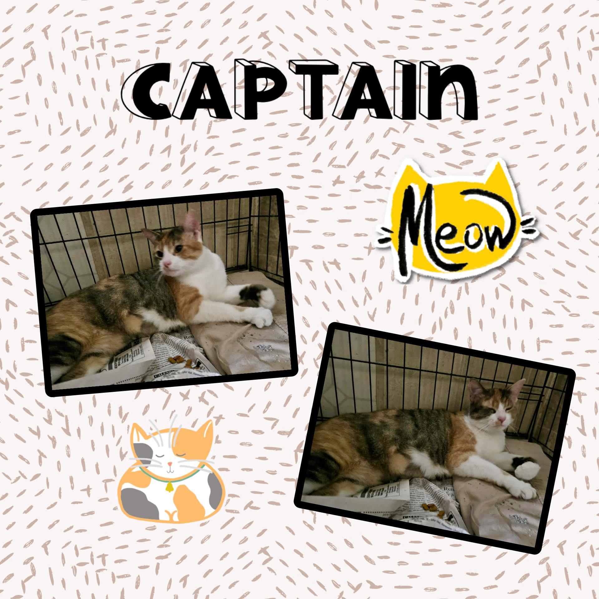 Captain, a Adoptable Domestic Short Hair in Monticello, IN image 2/3