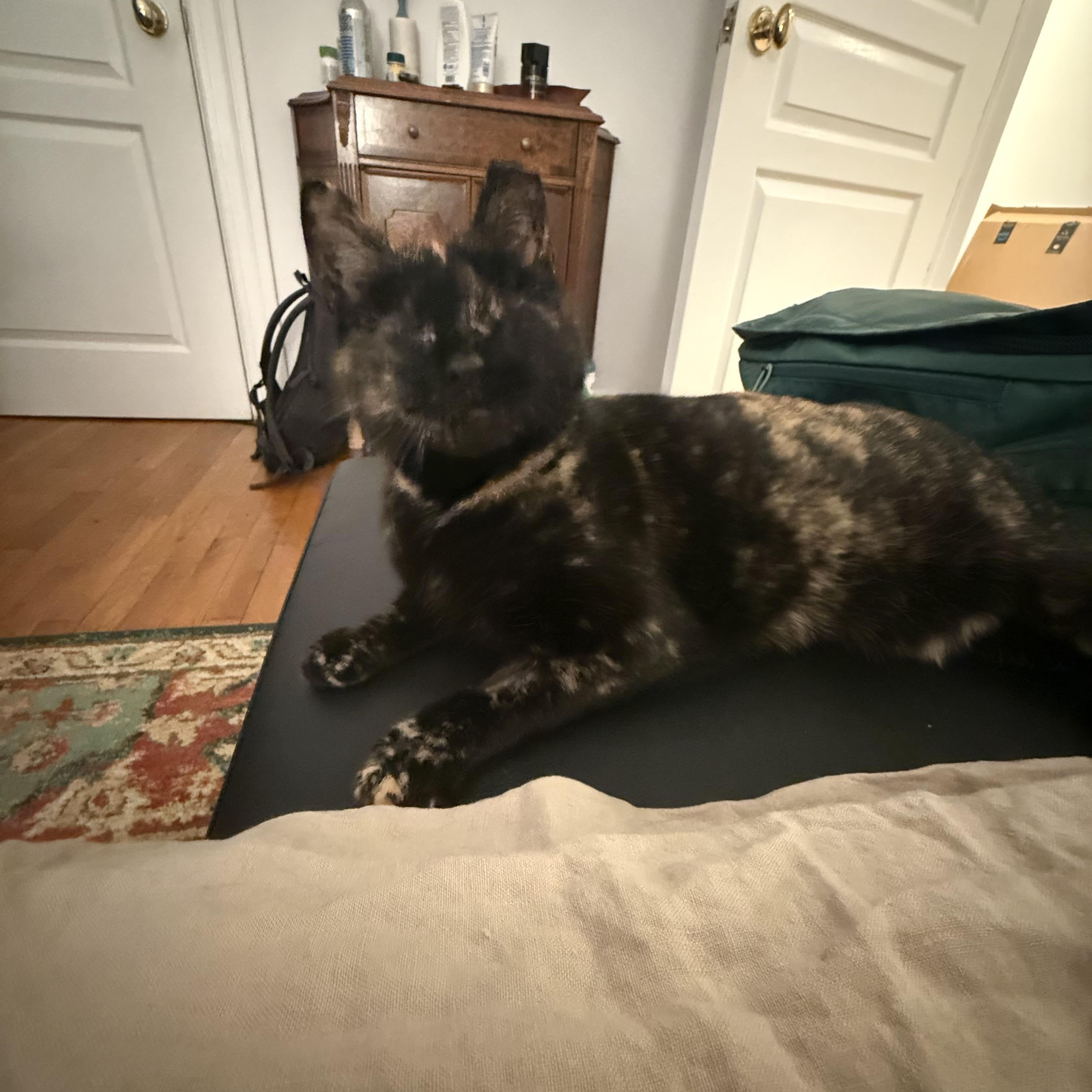 Enlarge Cinnamon , an adopted Domestic Short Hair in New York, NY image 3/4