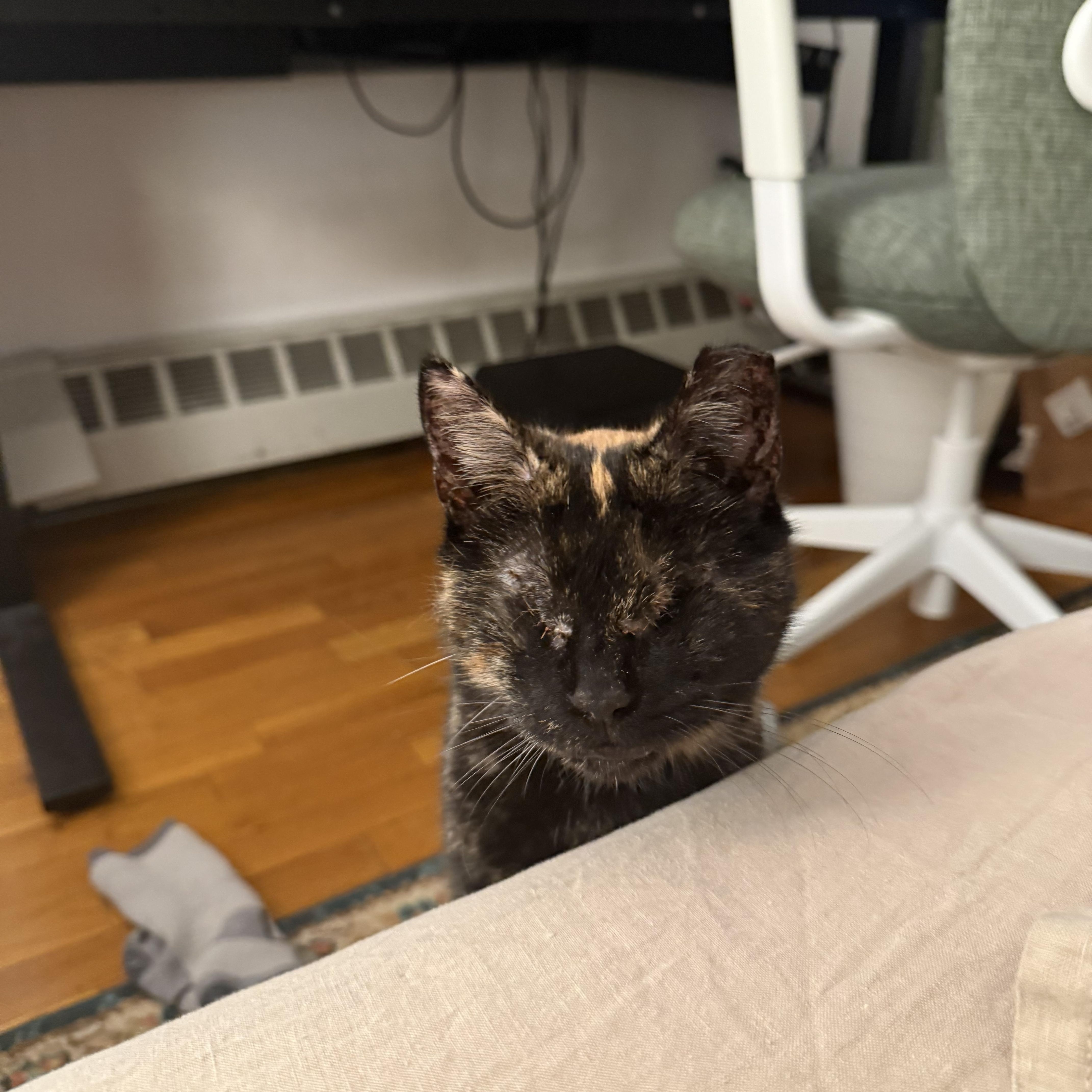 Enlarge Cinnamon , an adopted Domestic Short Hair in New York, NY image 1/4