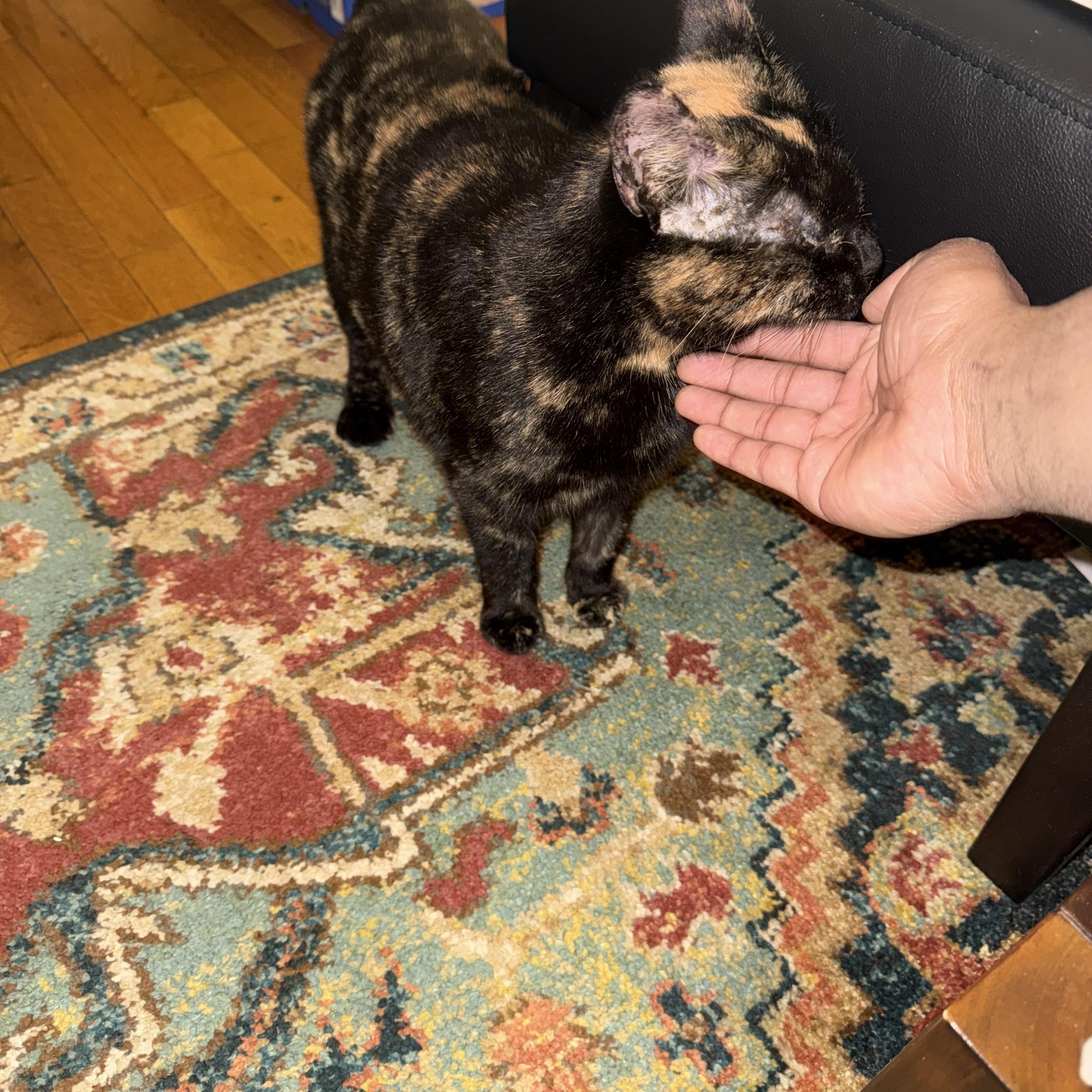 Enlarge Cinnamon , an adopted Domestic Short Hair in New York, NY image 4/4