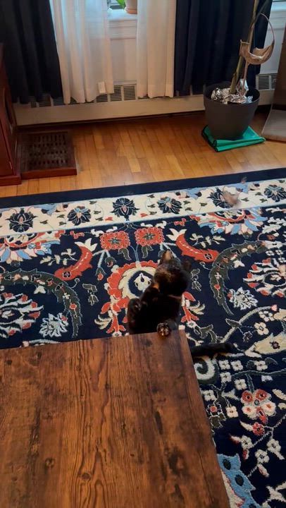 Enlarge Cinnamon , an adopted Domestic Short Hair in New York, NY video 2/4