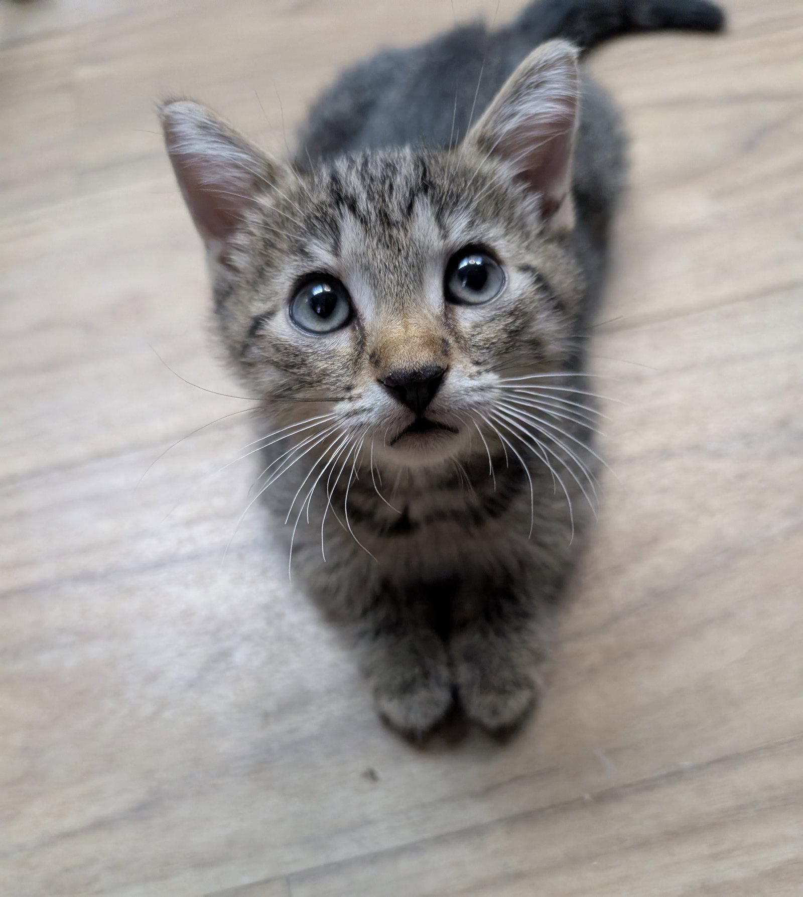 Oak 7.20.26, Adoptable, Kitten Male Domestic Short Hair.