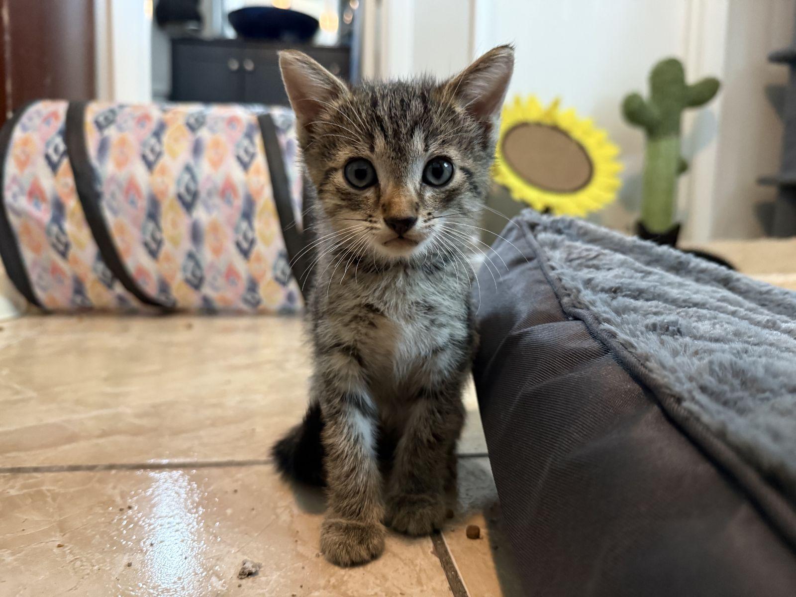 Enlarge Oak 7.20.26, a Adoptable Domestic Short Hair in Apopka, FL image 2/3