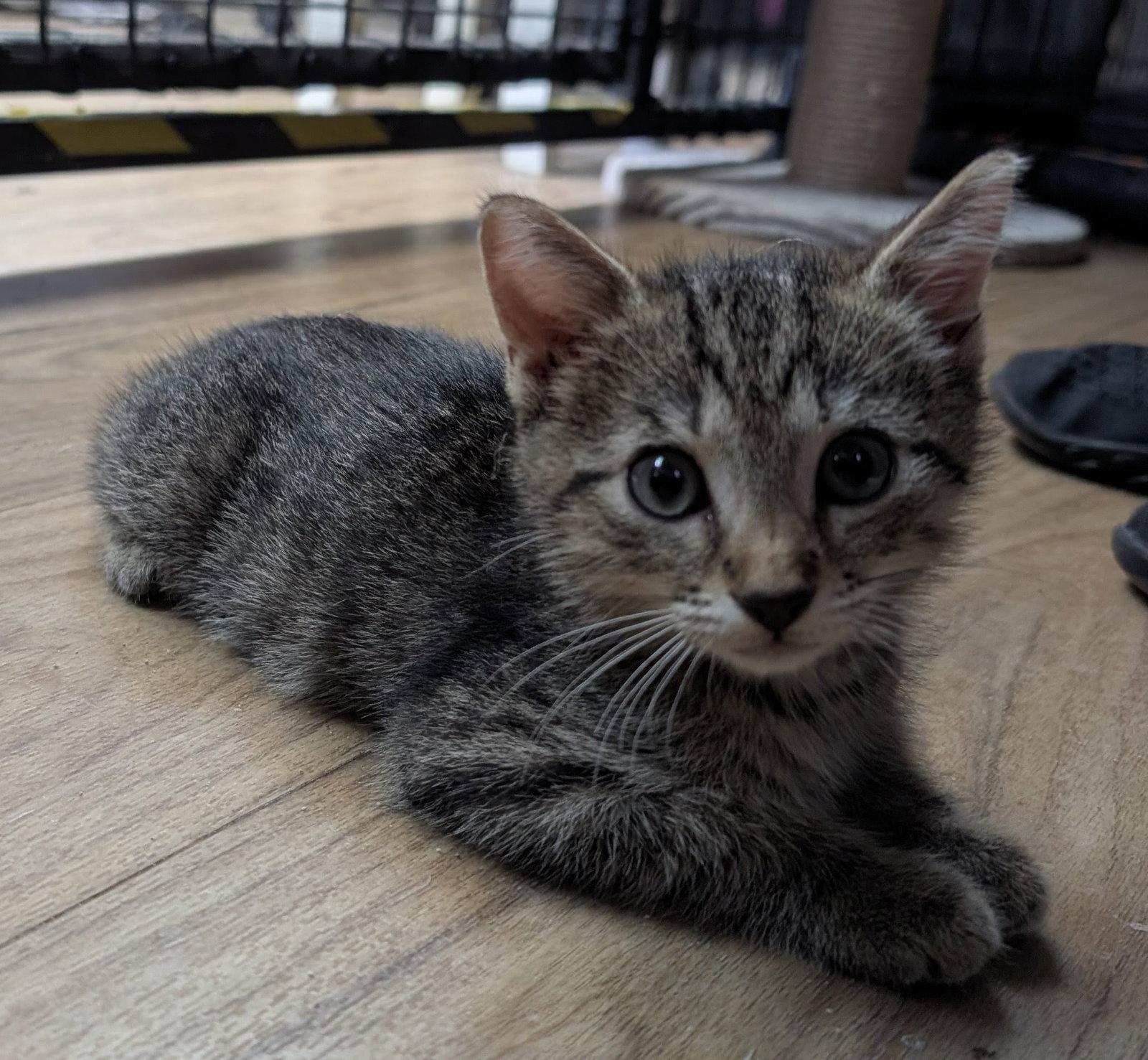 Enlarge Oak 7.20.26, a Adoptable Domestic Short Hair in Apopka, FL image 3/3