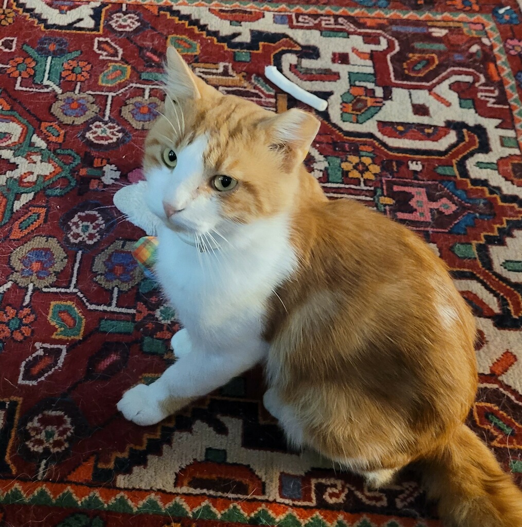 Comet, Adopted, Adult Female Domestic Short Hair.