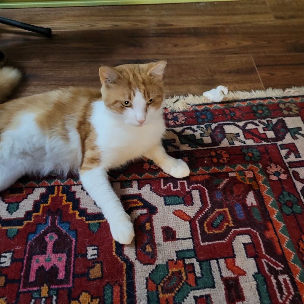 Enlarge Comet, a Adopted Domestic Short Hair in Mission, TX image 2/2