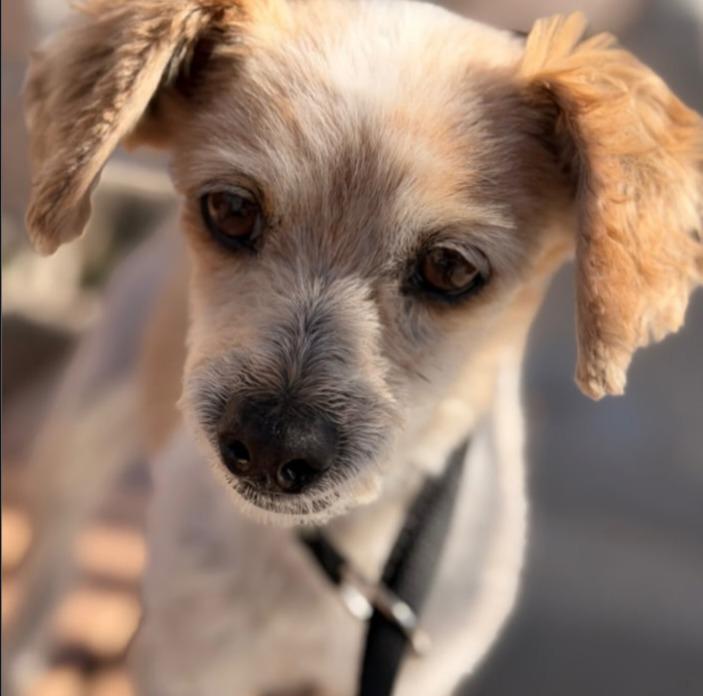 Linda, Adoptable, Senior Female Spaniel & Maltese.