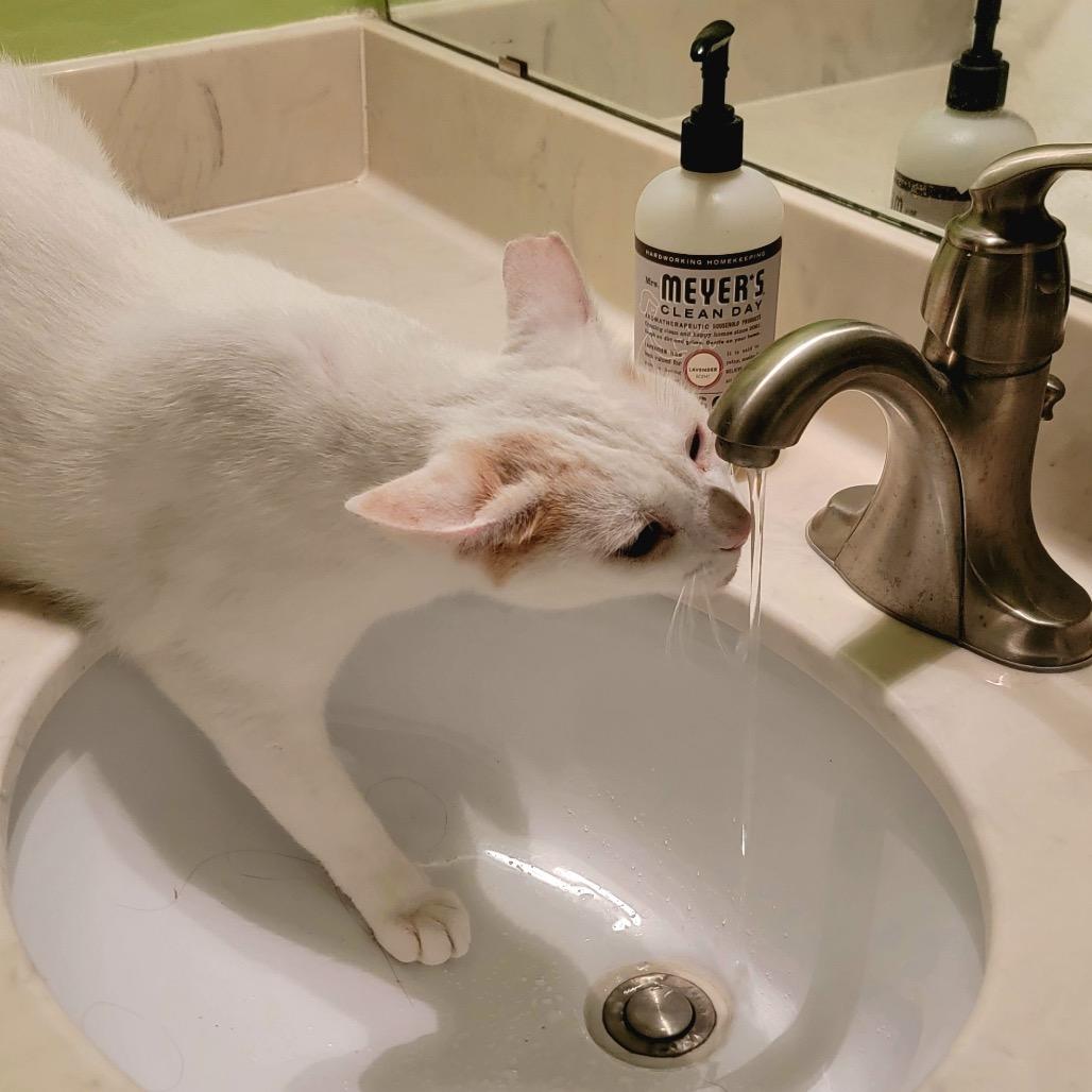 Alaska, Adoptable, Adult Male Domestic Short Hair.